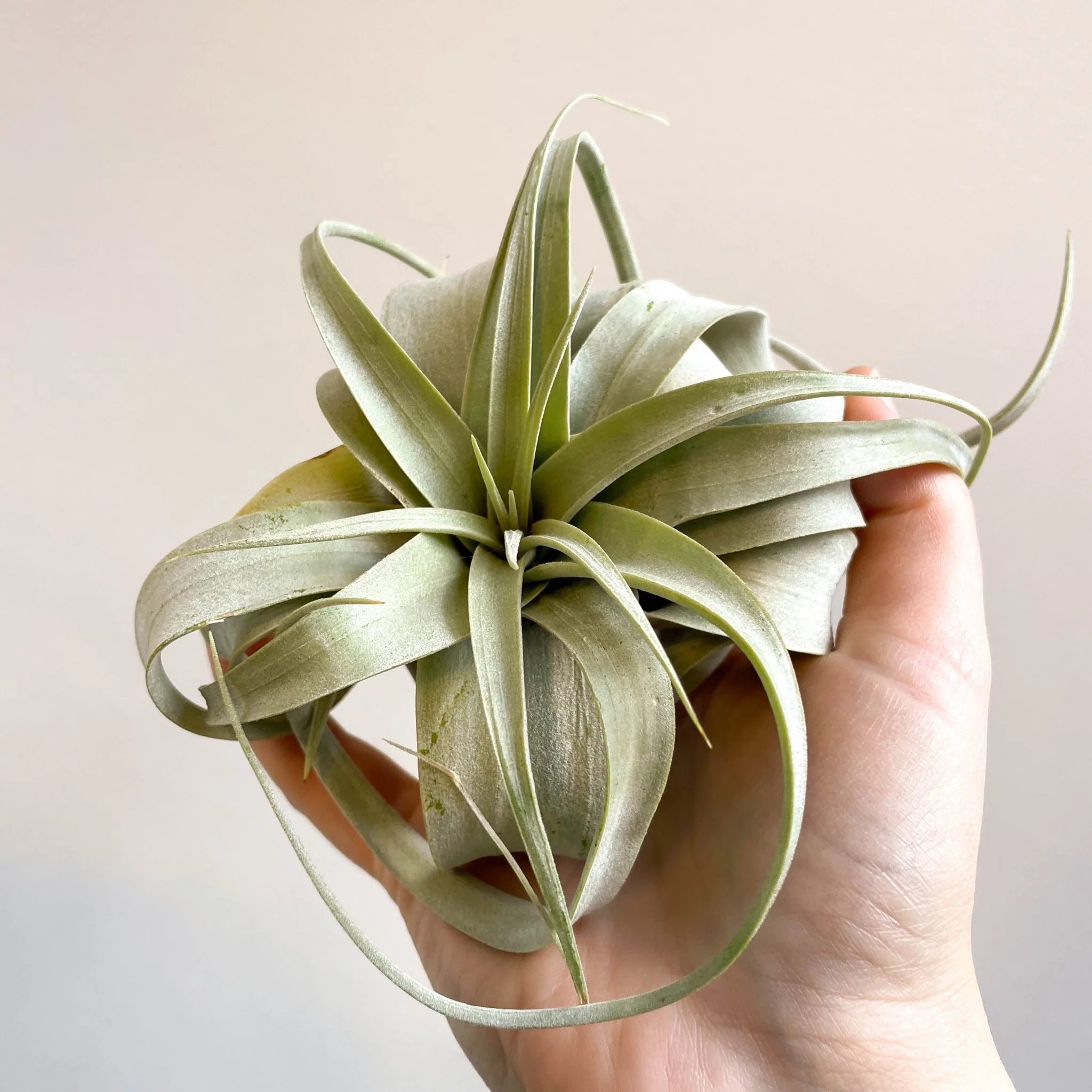 Tillandsia xerographica - Giant Air Plant - Image 6