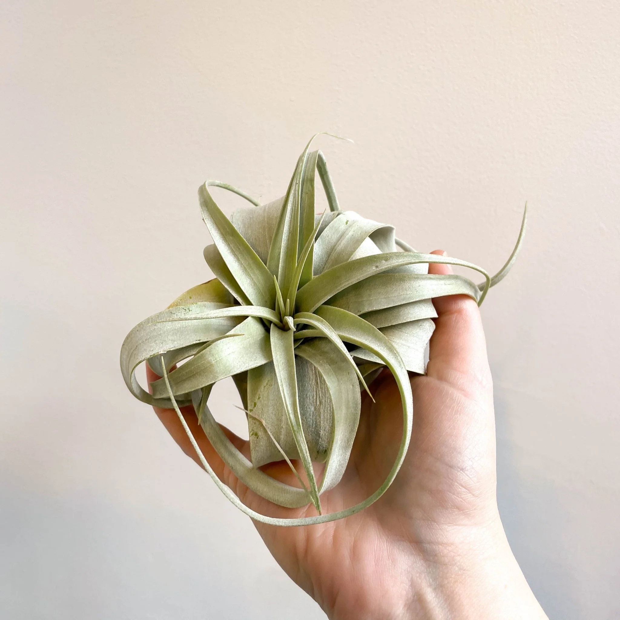 Tillandsia xerographica - Giant Air Plant - Image 7