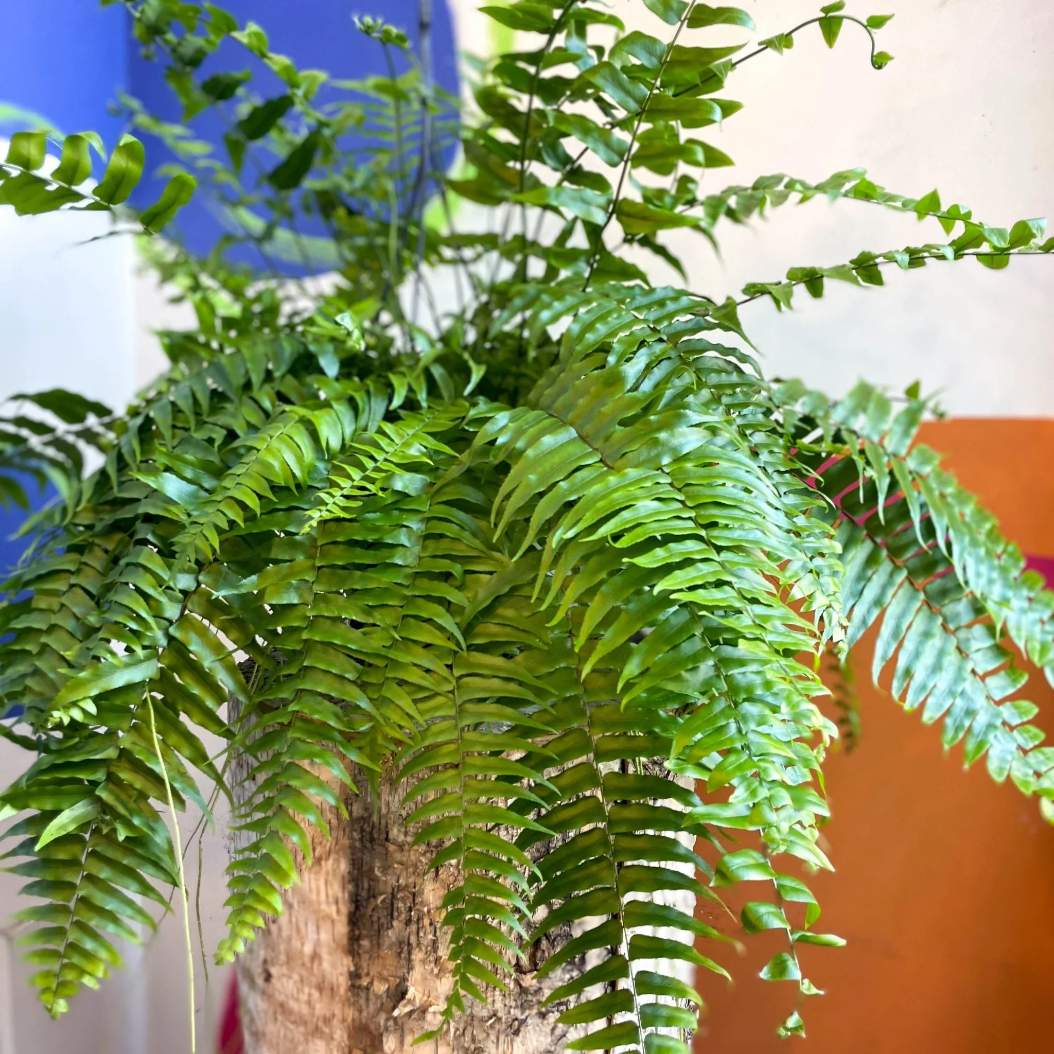Nephrolepis biserrata ‘Macho’ - Giant Sword Fern - Image 8