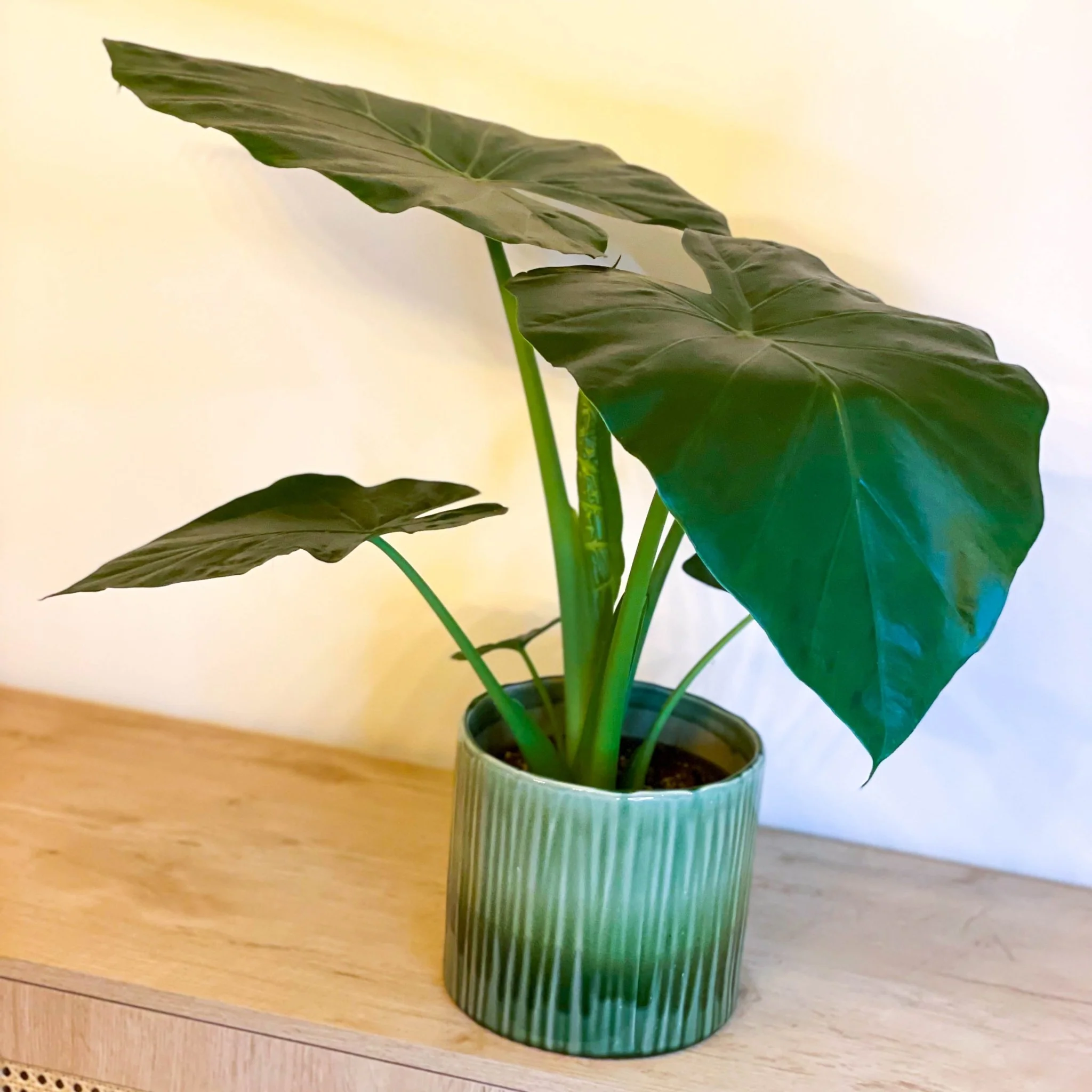 Upright Elephant Ear - Alocasia portodora