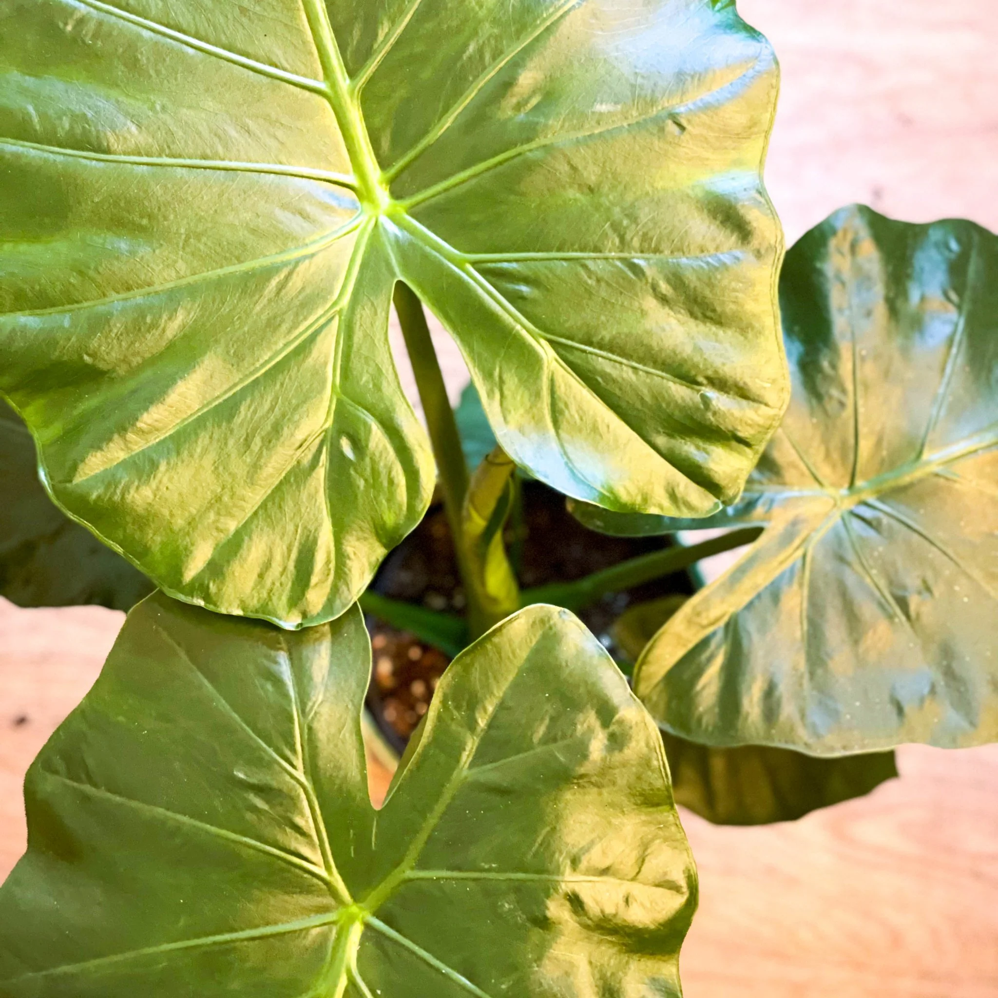 Upright Elephant Ear - Alocasia portodora - Image 2