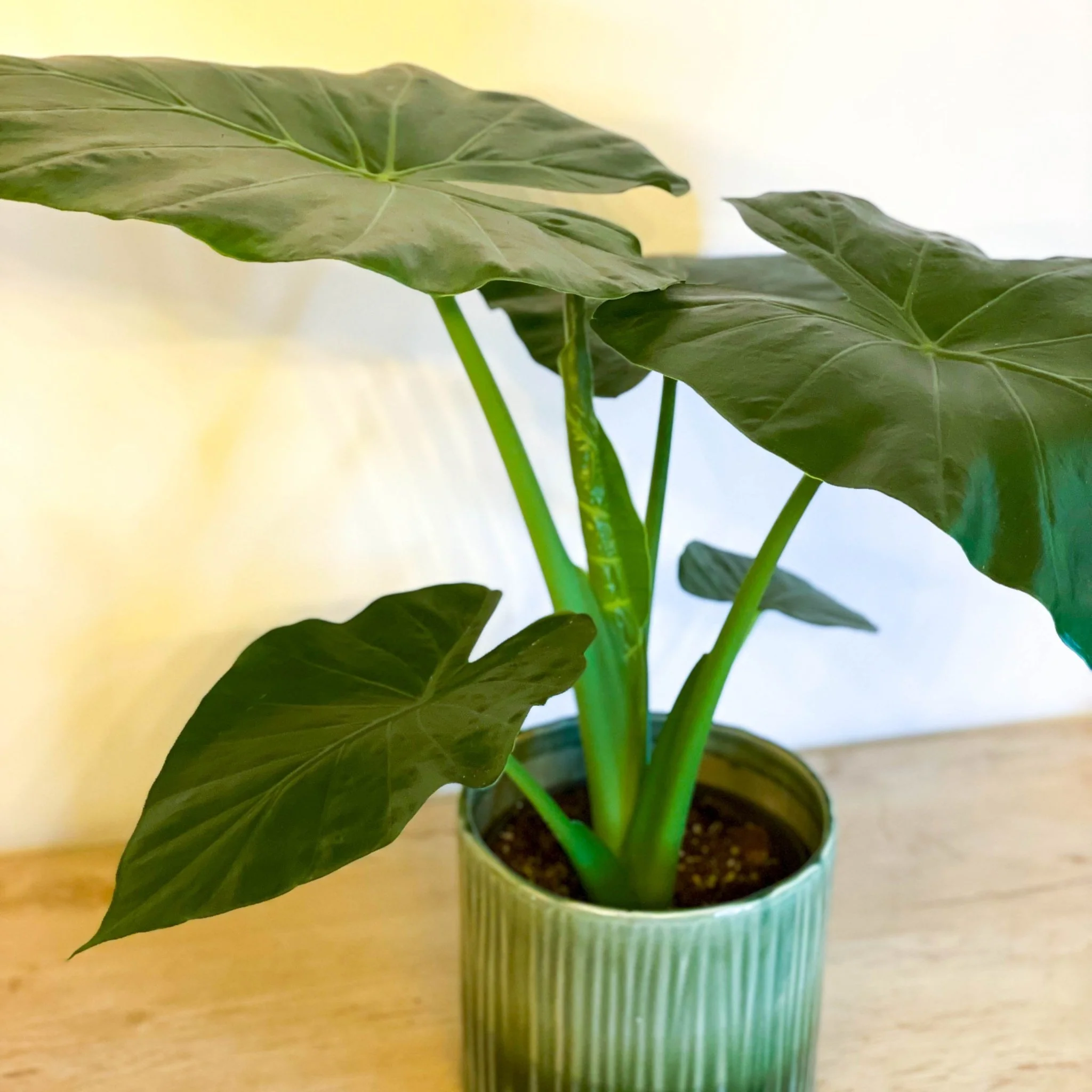Upright Elephant Ear - Alocasia portodora - Image 3