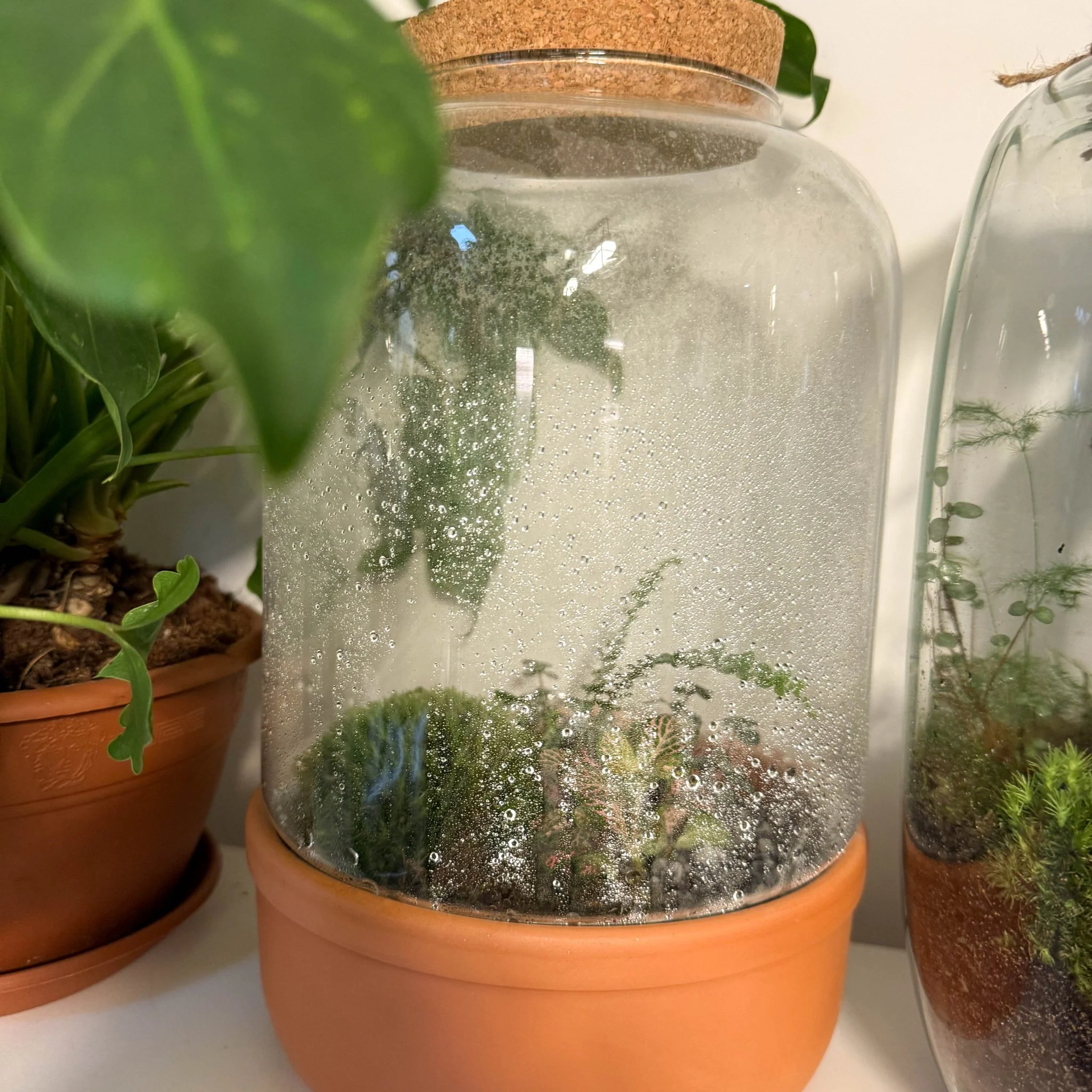 Glass Terracotta Hurricane  - Bioactive Terrarium