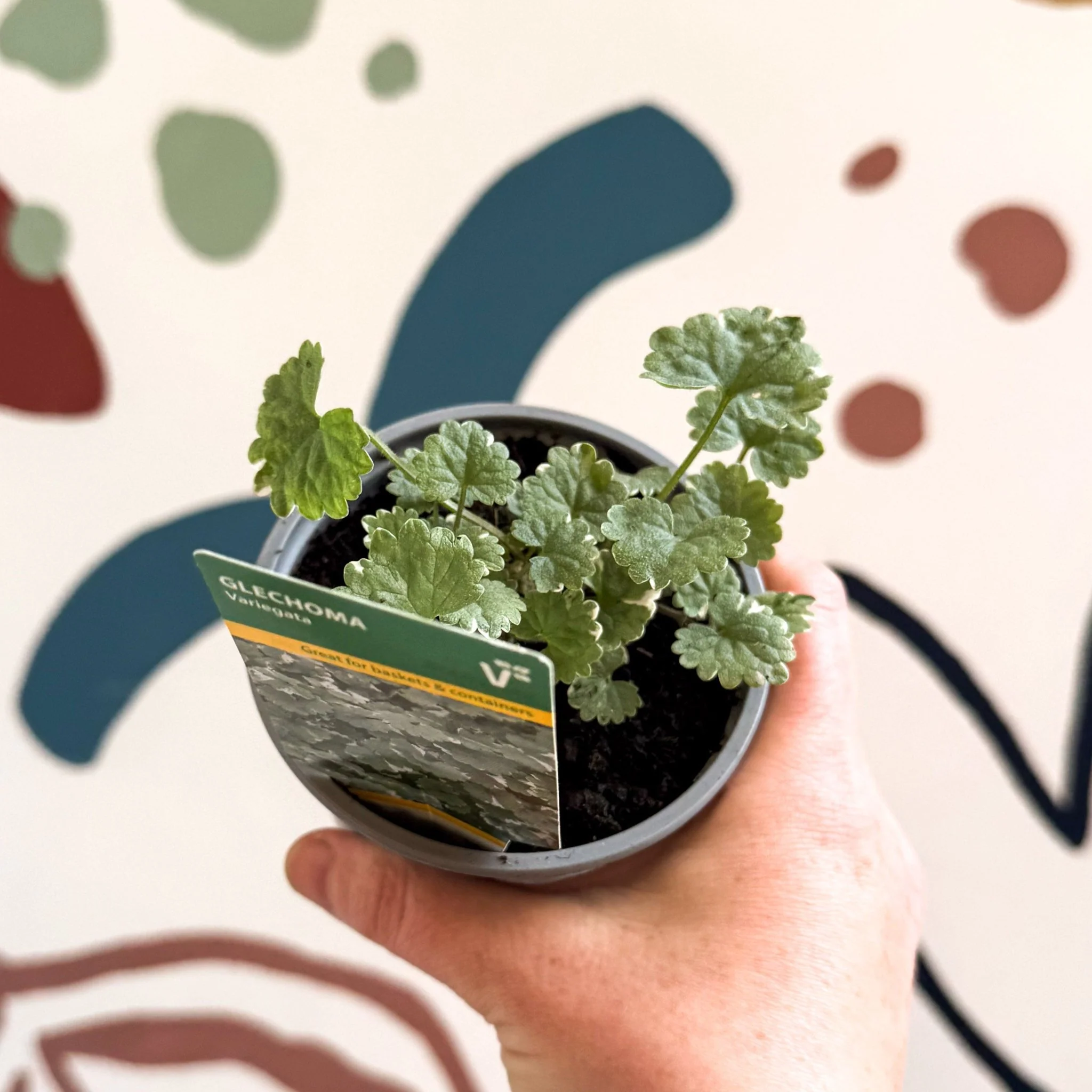 Glechoma 'Variegata' - British Grown - Image 2