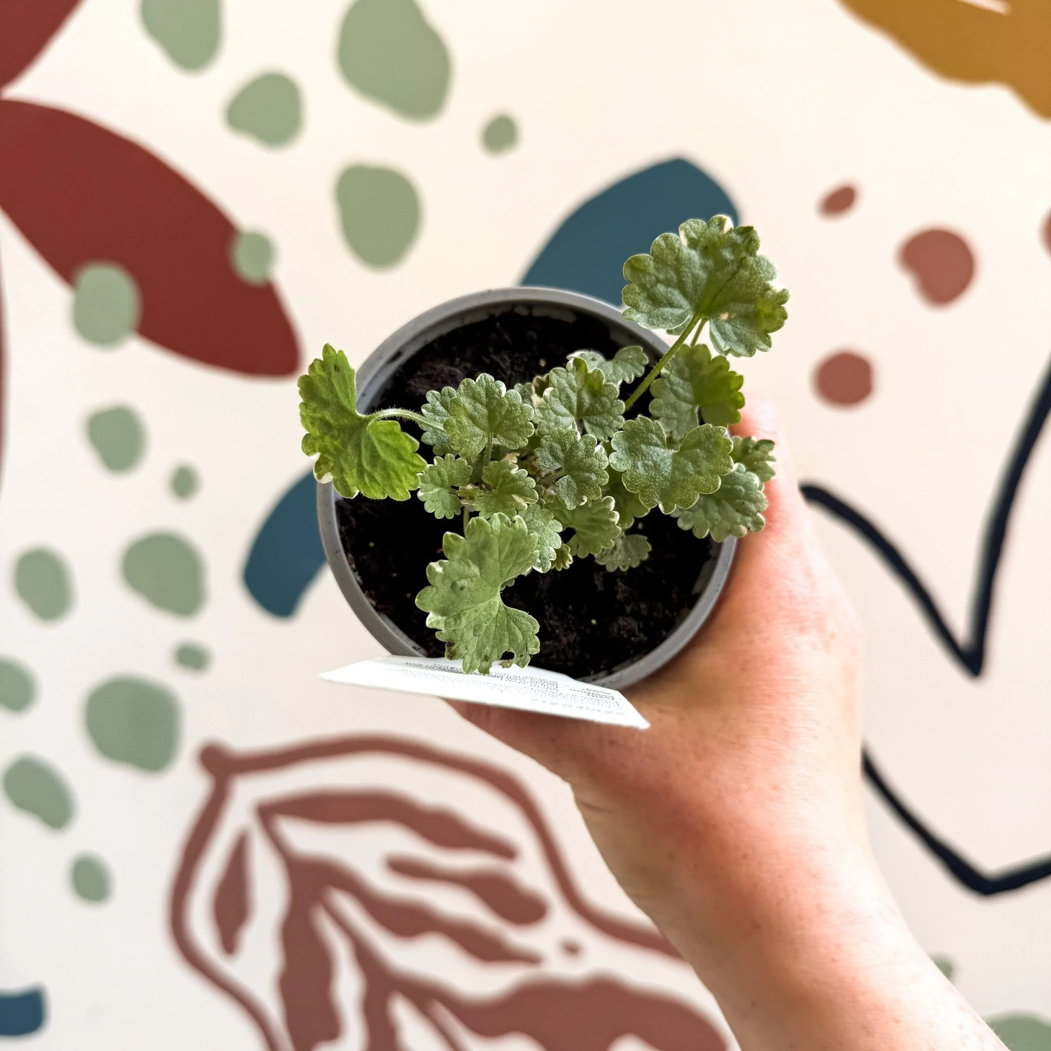Glechoma 'Variegata' - British Grown - Image 4