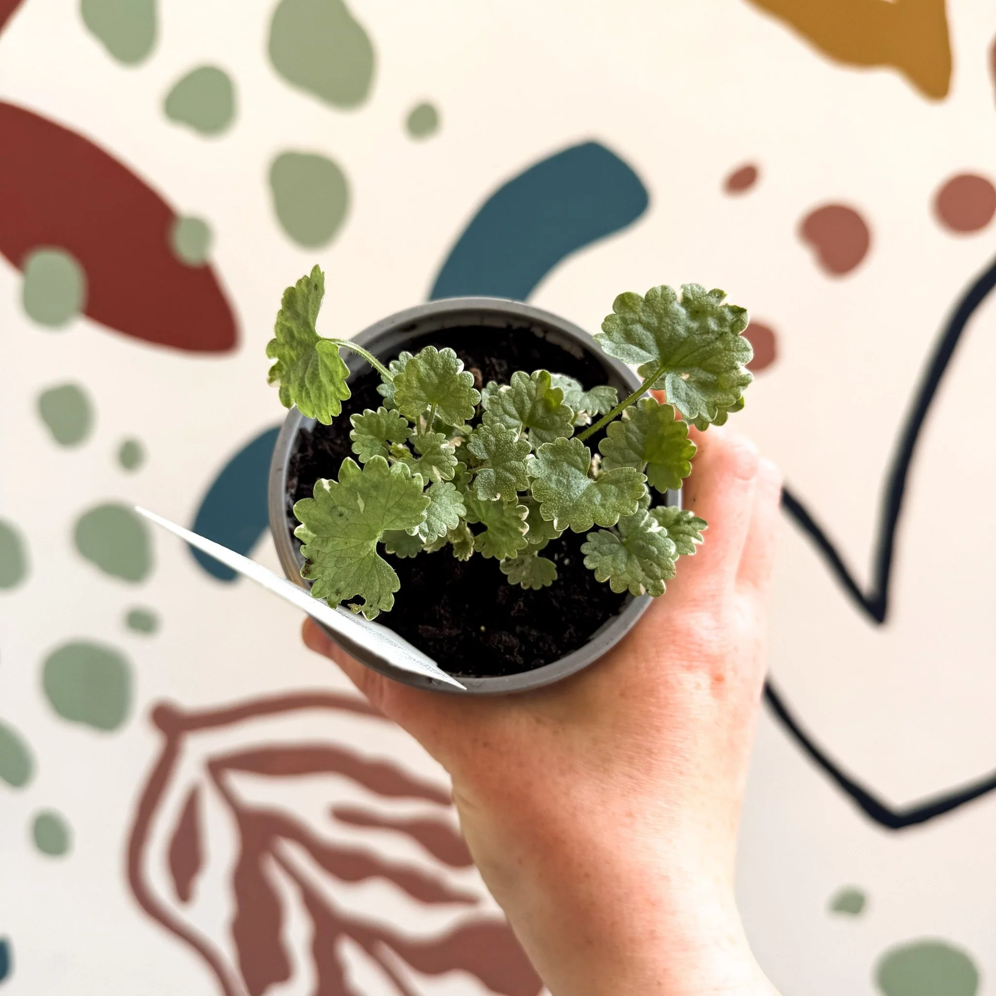 Glechoma 'Variegata' - British Grown - Image 6