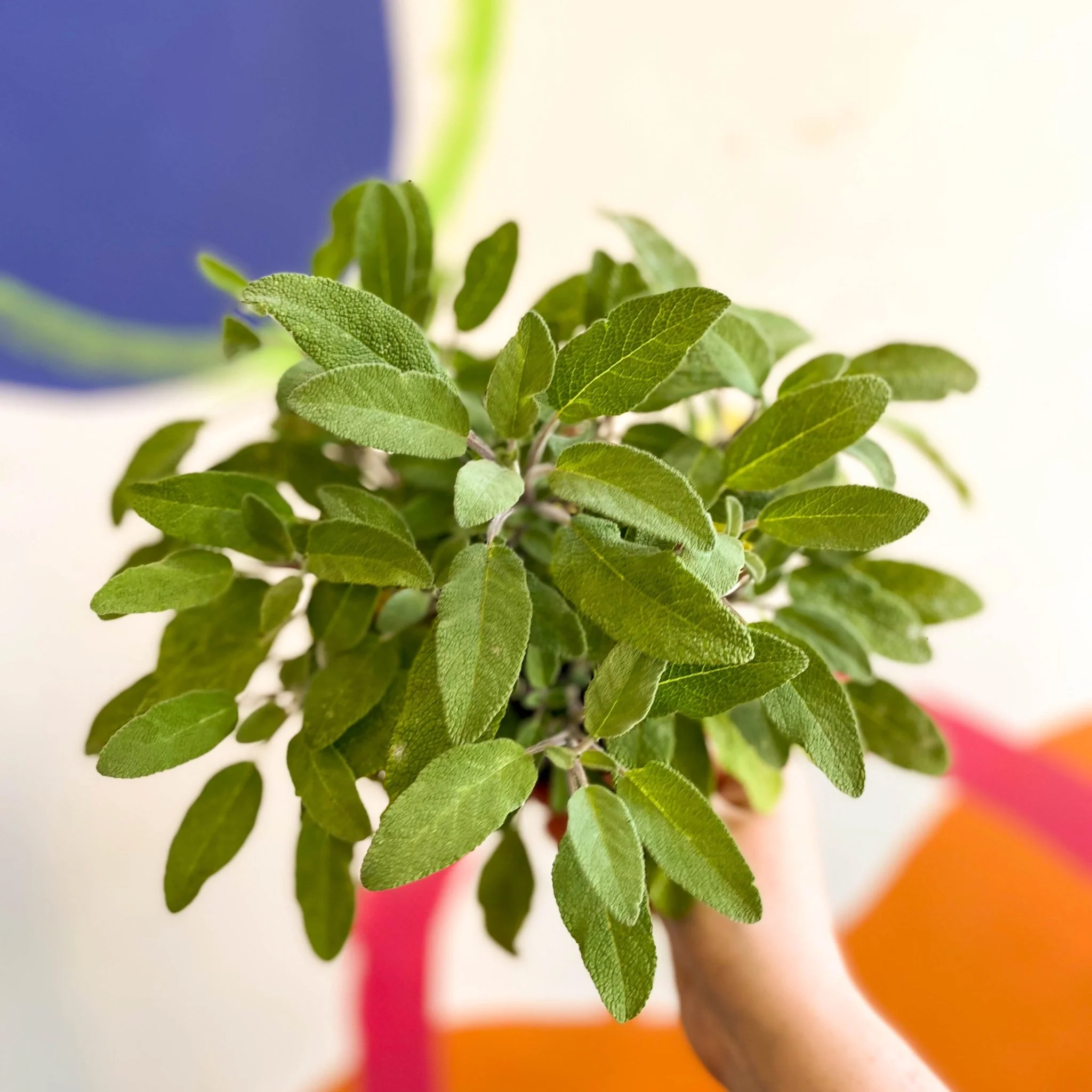 Sage - Salvia officinalis 'Grower's Friend' - UK Grown Culinary Herbs