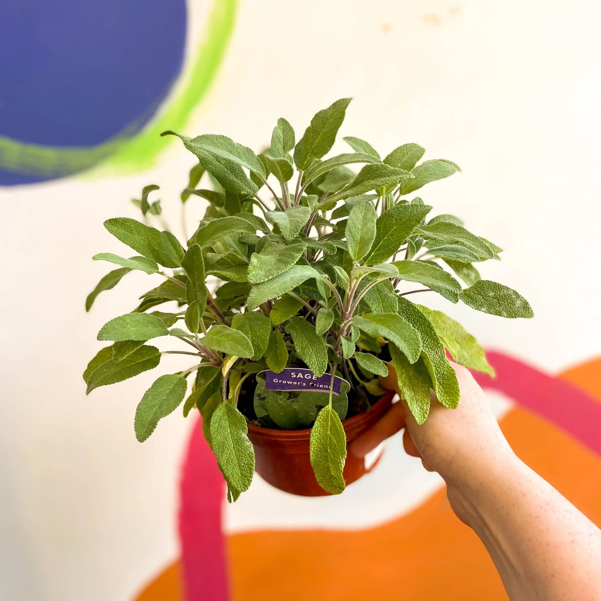 Sage - Salvia officinalis 'Grower's Friend' - UK Grown Culinary Herbs - Image 2