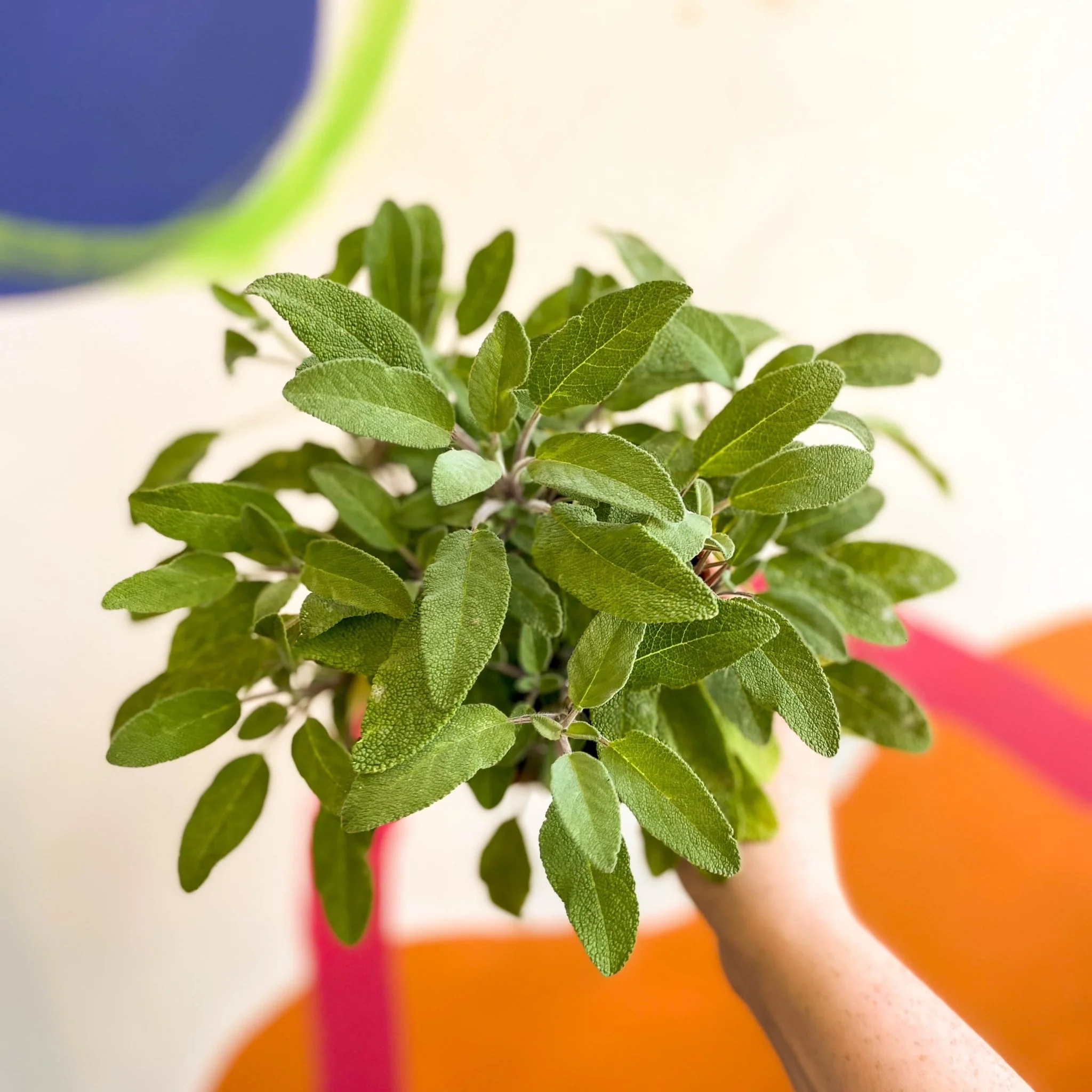 Sage - Salvia officinalis 'Grower's Friend' - UK Grown Culinary Herbs - Image 3