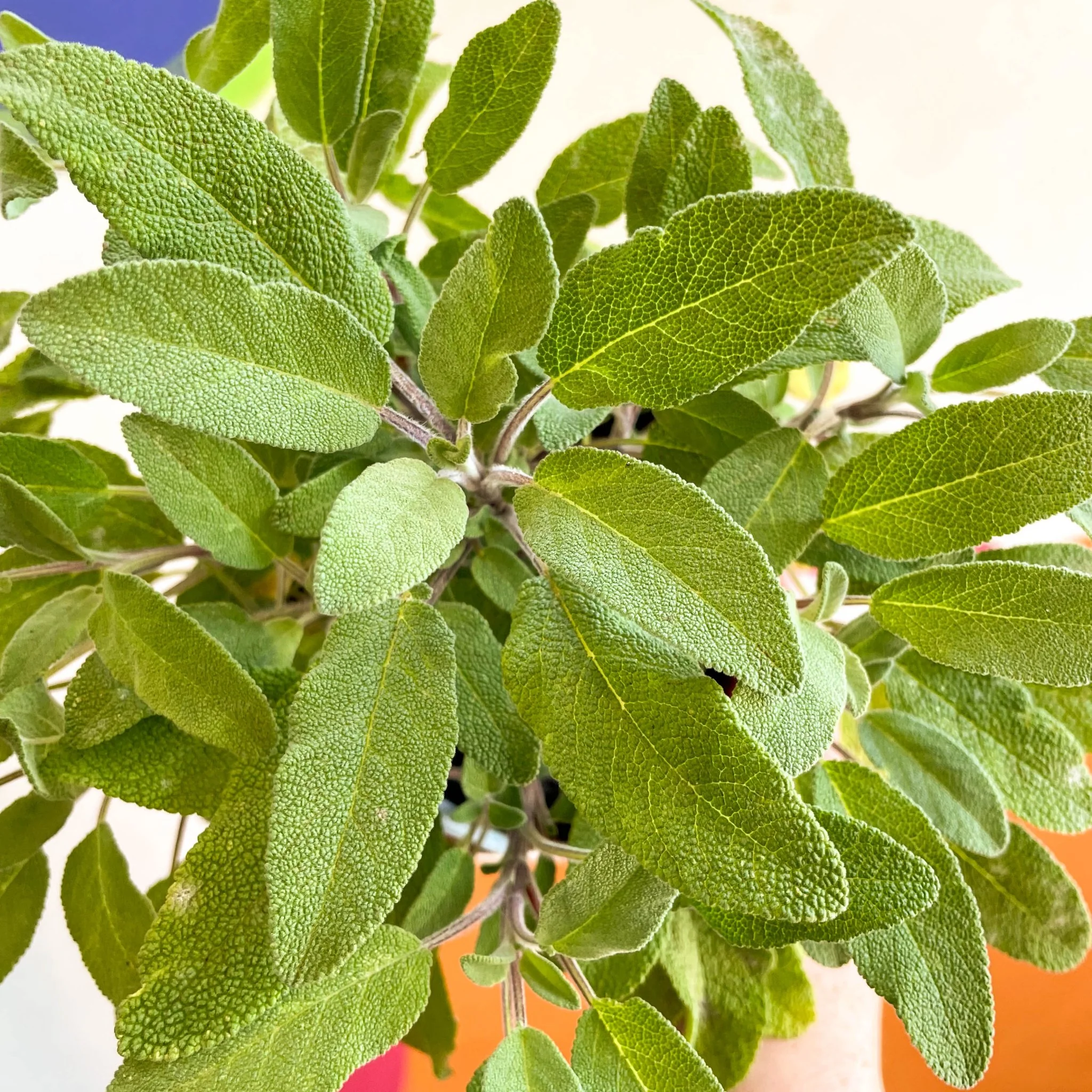 Sage - Salvia officinalis 'Grower's Friend' - UK Grown Culinary Herbs - Image 4