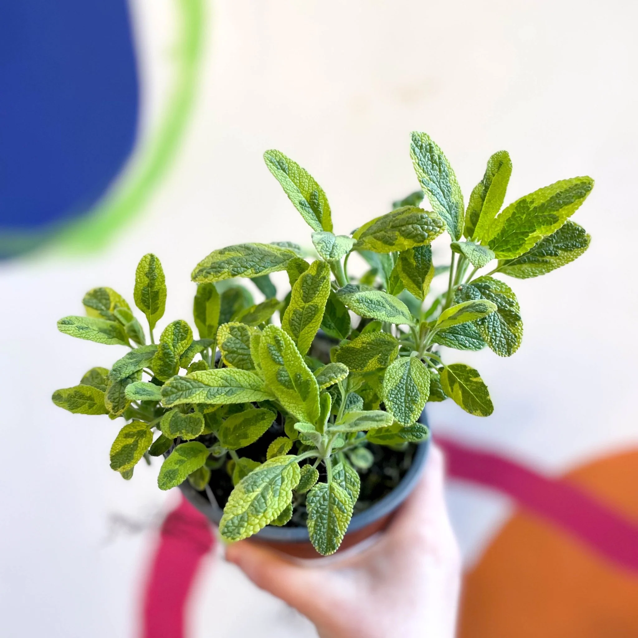 Salvia officinalis 'Icterina' - Golden Sage [UK Grown Culinary Herbs]