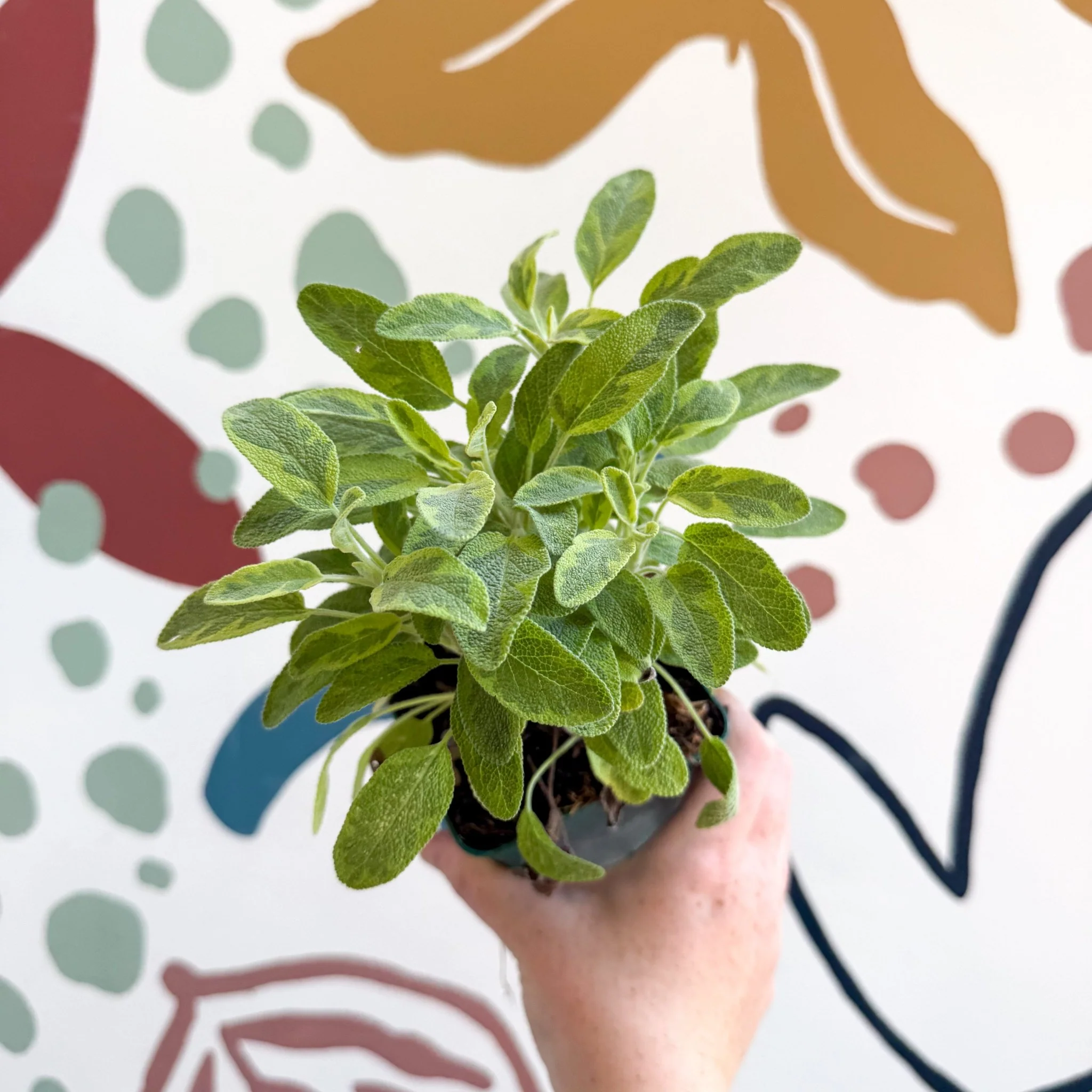 Salvia officinalis 'Icterina' - Golden Sage [UK Grown Culinary Herbs] - Image 10