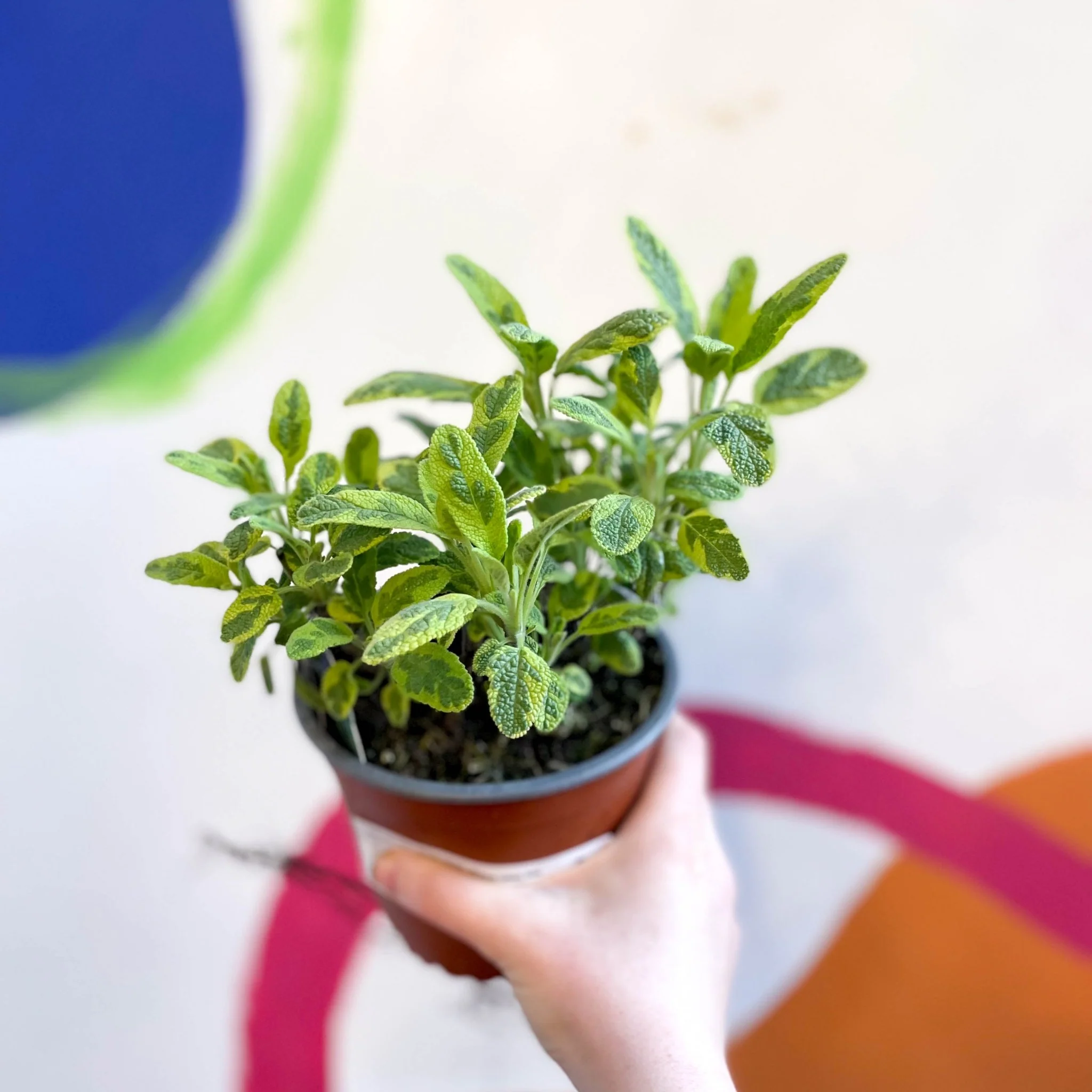 Salvia officinalis 'Icterina' - Golden Sage [UK Grown Culinary Herbs] - Image 2