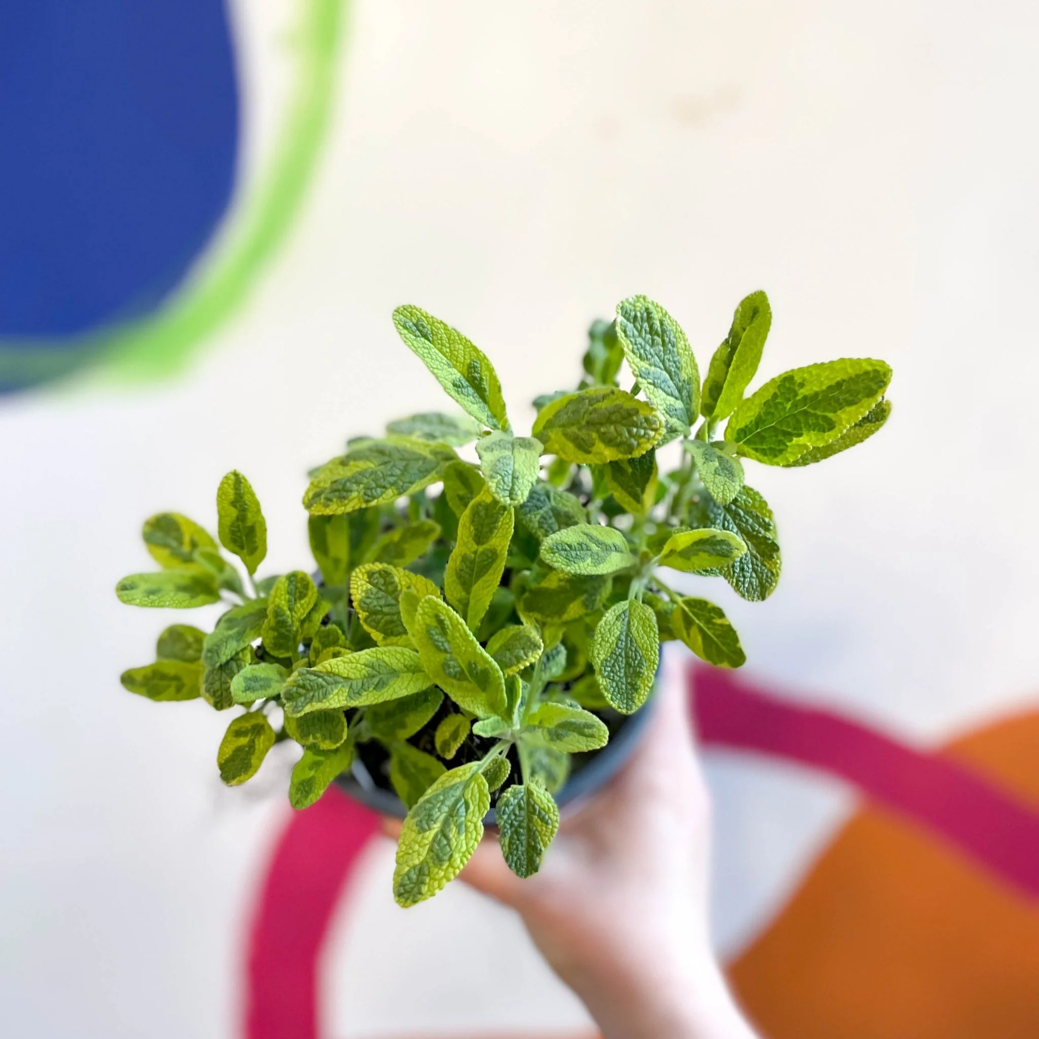 Salvia officinalis 'Icterina' - Golden Sage [UK Grown Culinary Herbs] - Image 3