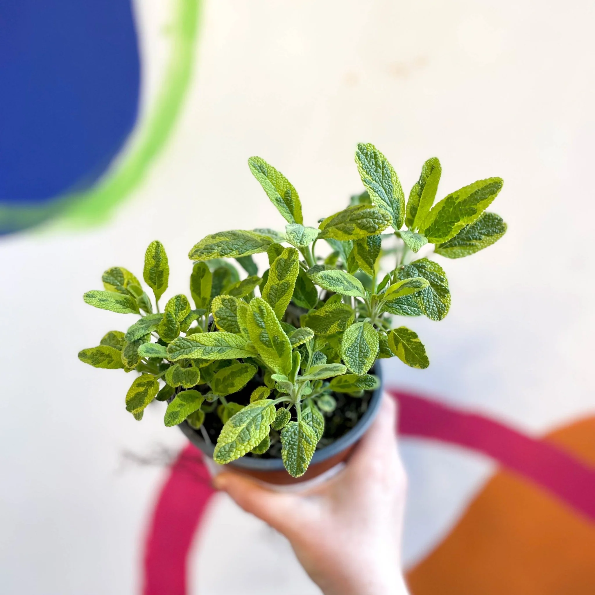 Salvia officinalis 'Icterina' - Golden Sage [UK Grown Culinary Herbs] - Image 4
