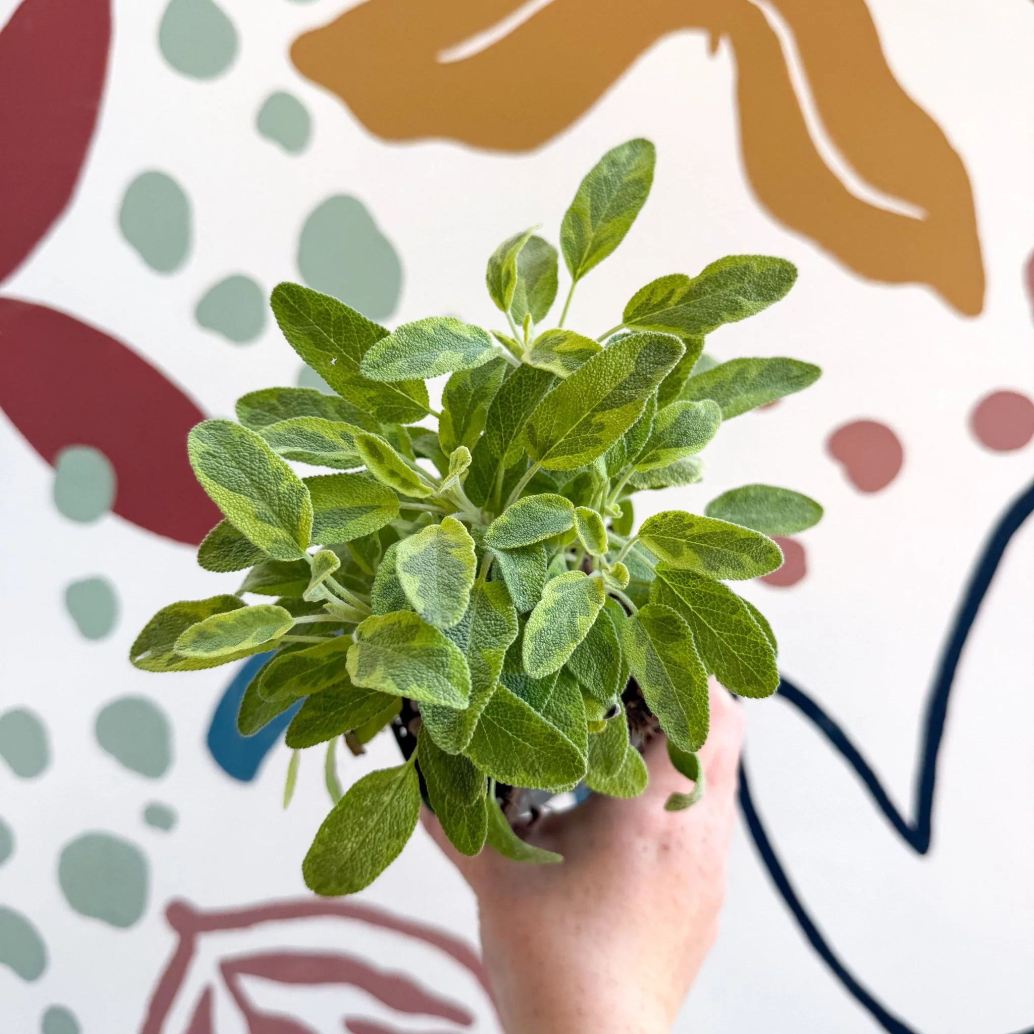 Salvia officinalis 'Icterina' - Golden Sage [UK Grown Culinary Herbs] - Image 8