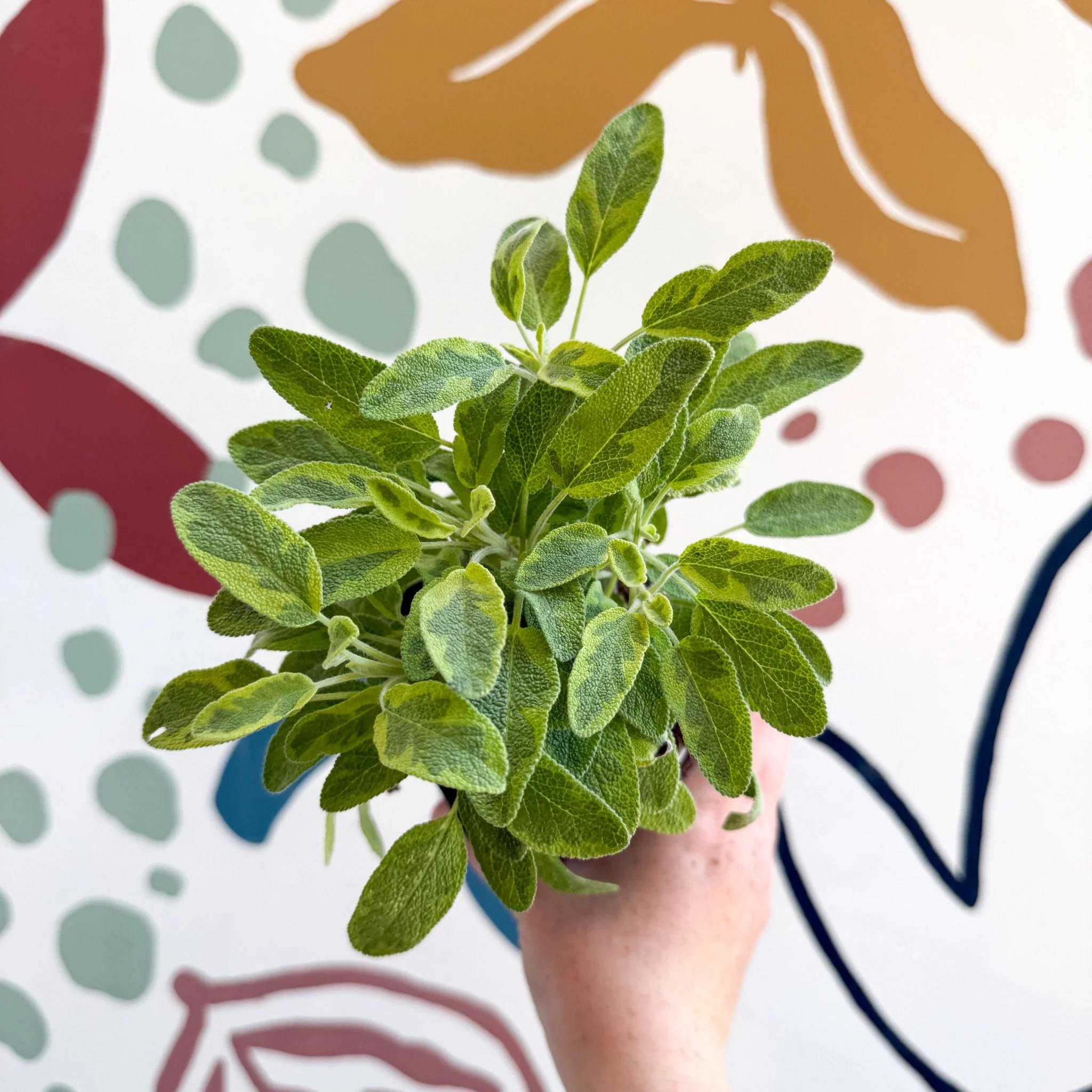 Salvia officinalis 'Icterina' - Golden Sage [UK Grown Culinary Herbs] - Image 9