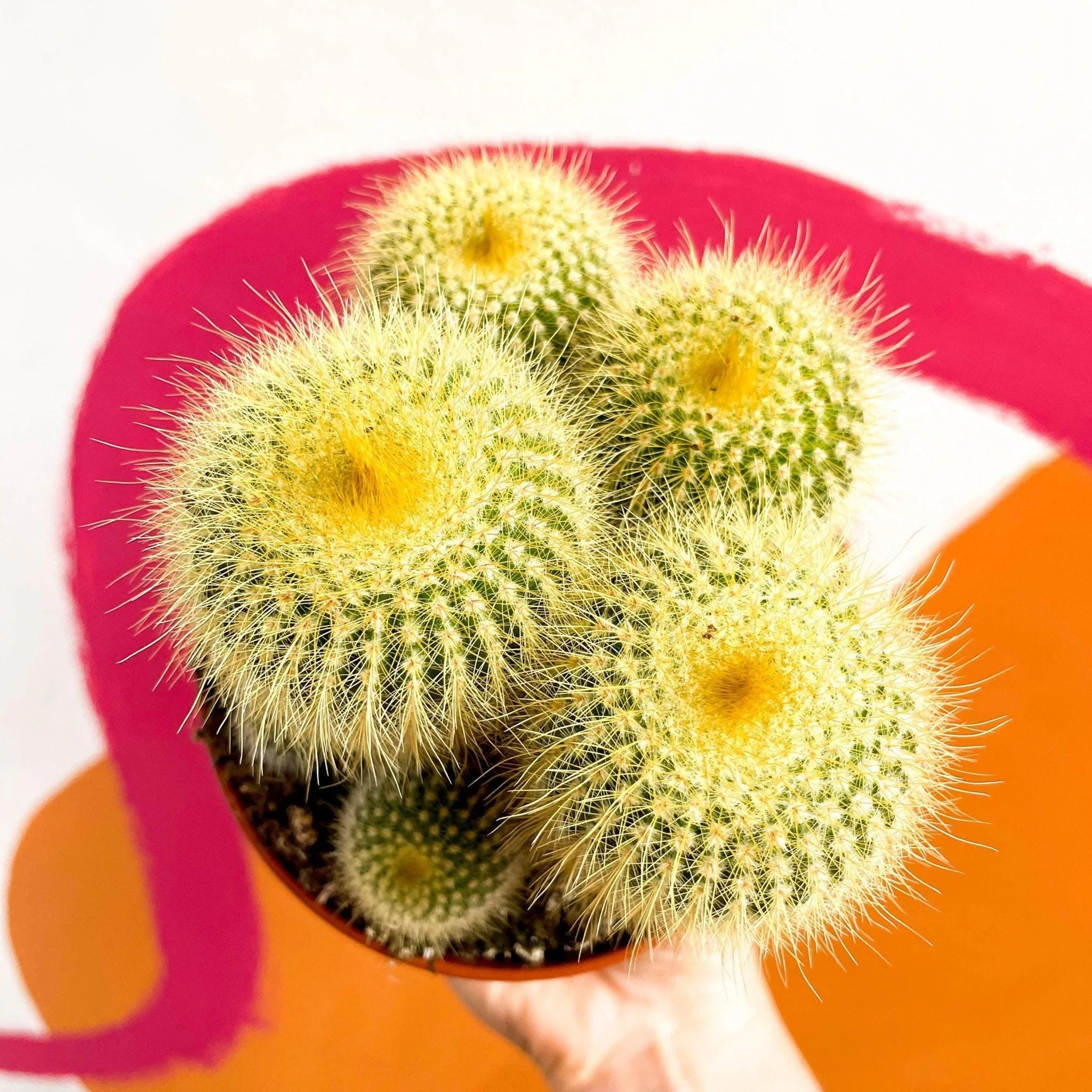 Parodia leninghausii - Golden Ball Cactus - Image 2