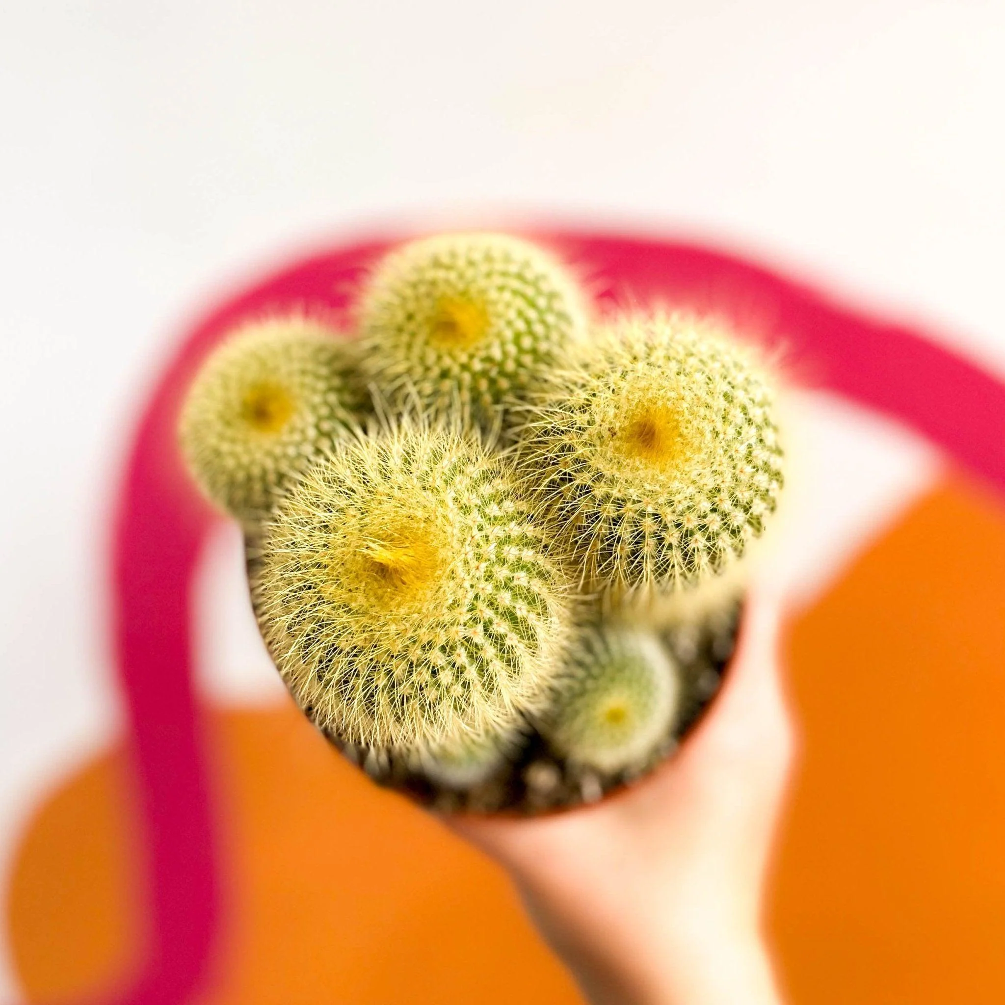Parodia leninghausii - Golden Ball Cactus - Image 3