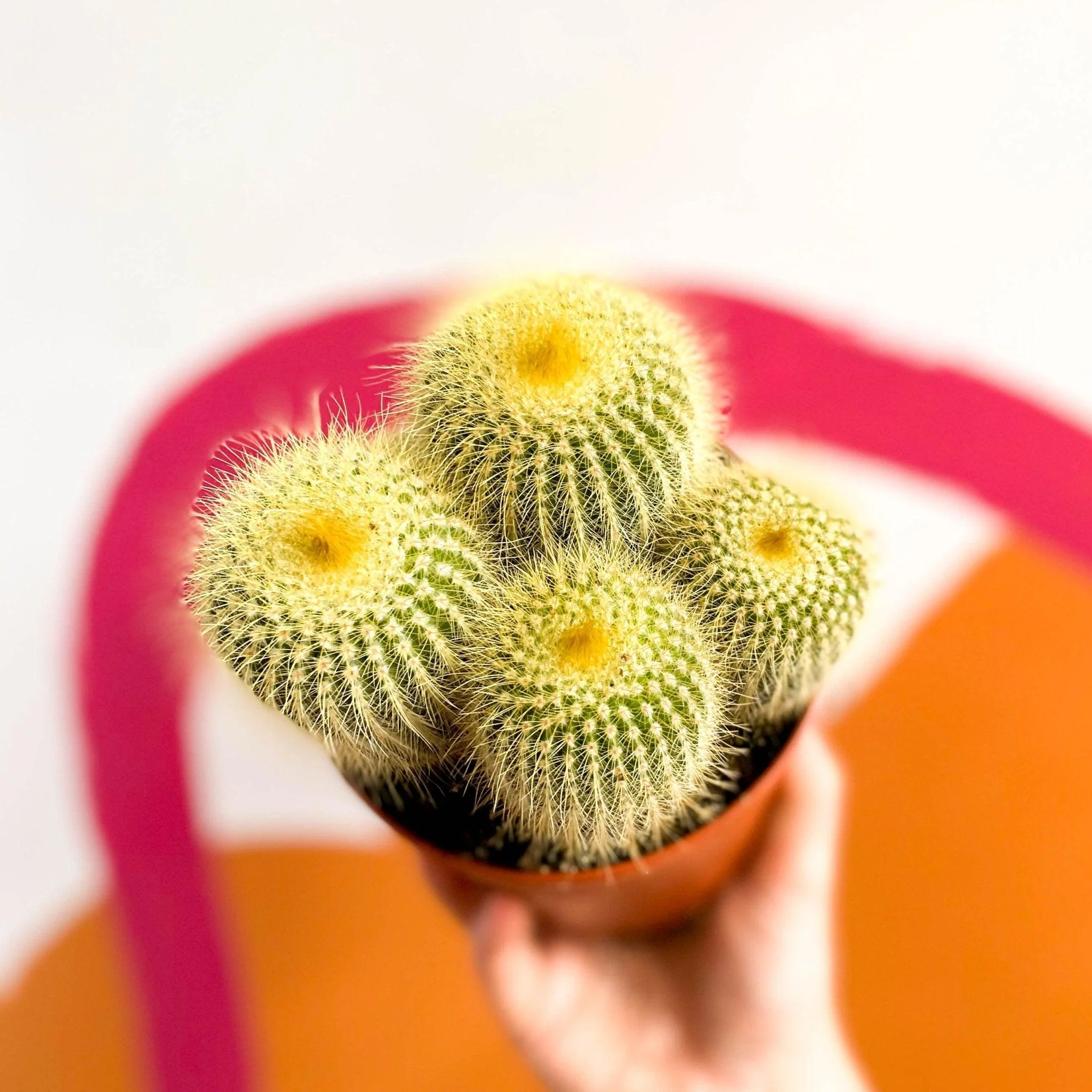 Parodia leninghausii - Golden Ball Cactus - Image 4