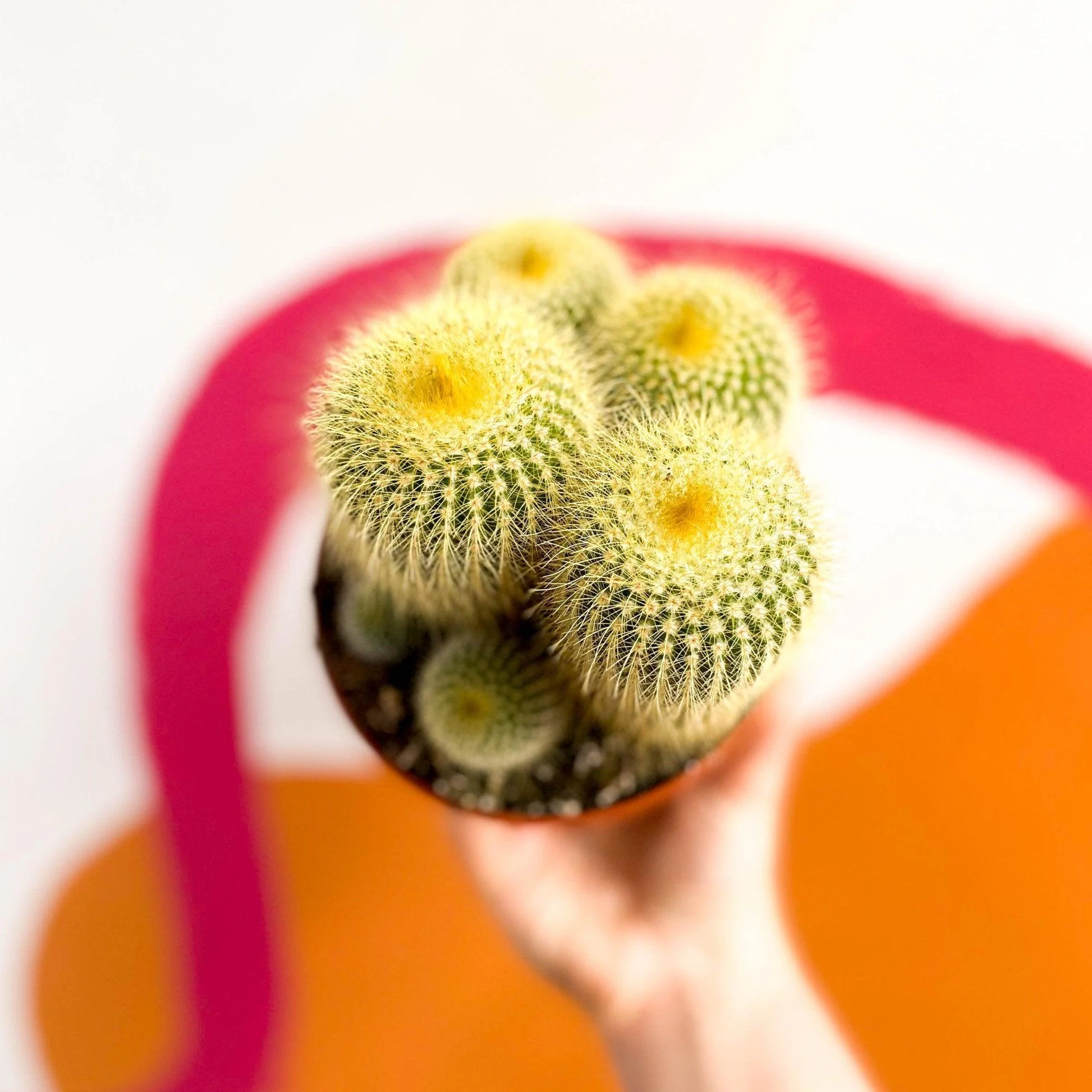 Parodia leninghausii - Golden Ball Cactus - Image 5