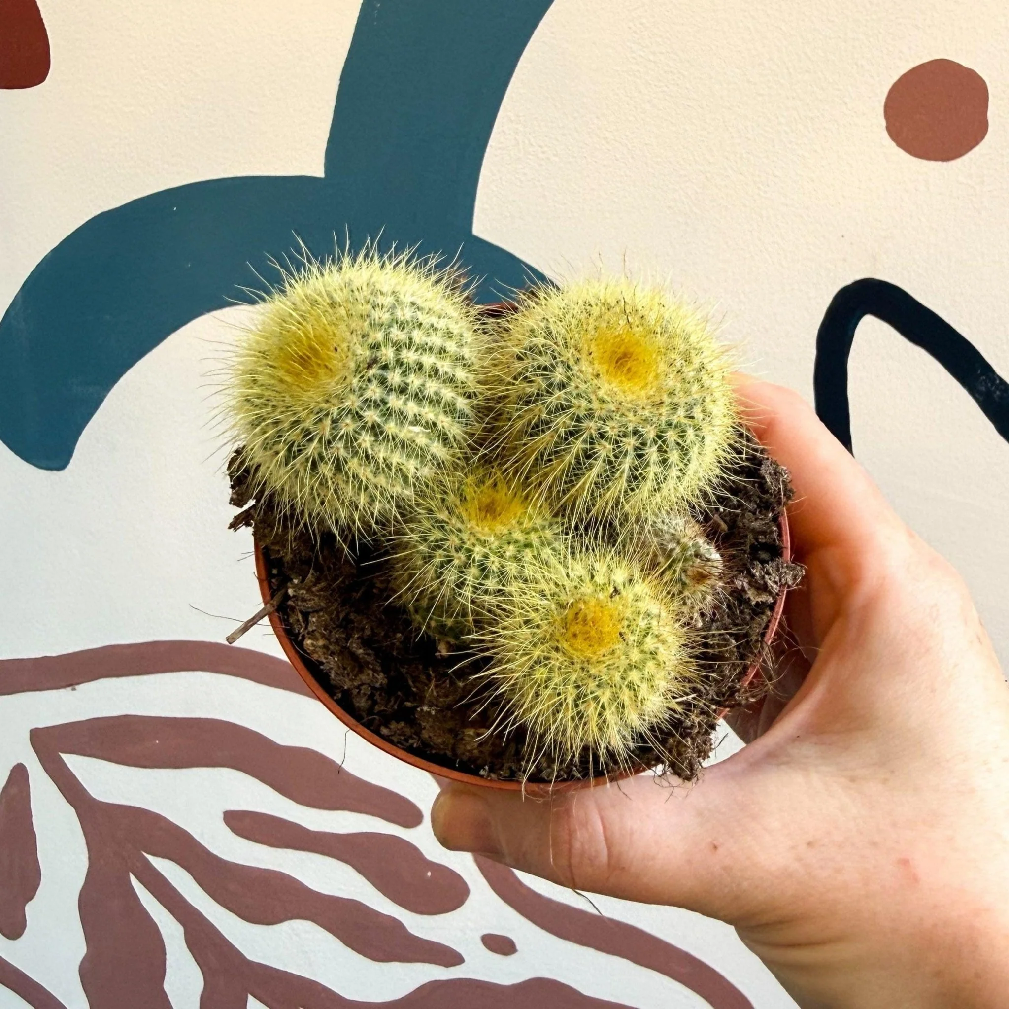 Parodia leninghausii - Golden Ball Cactus - Image 6