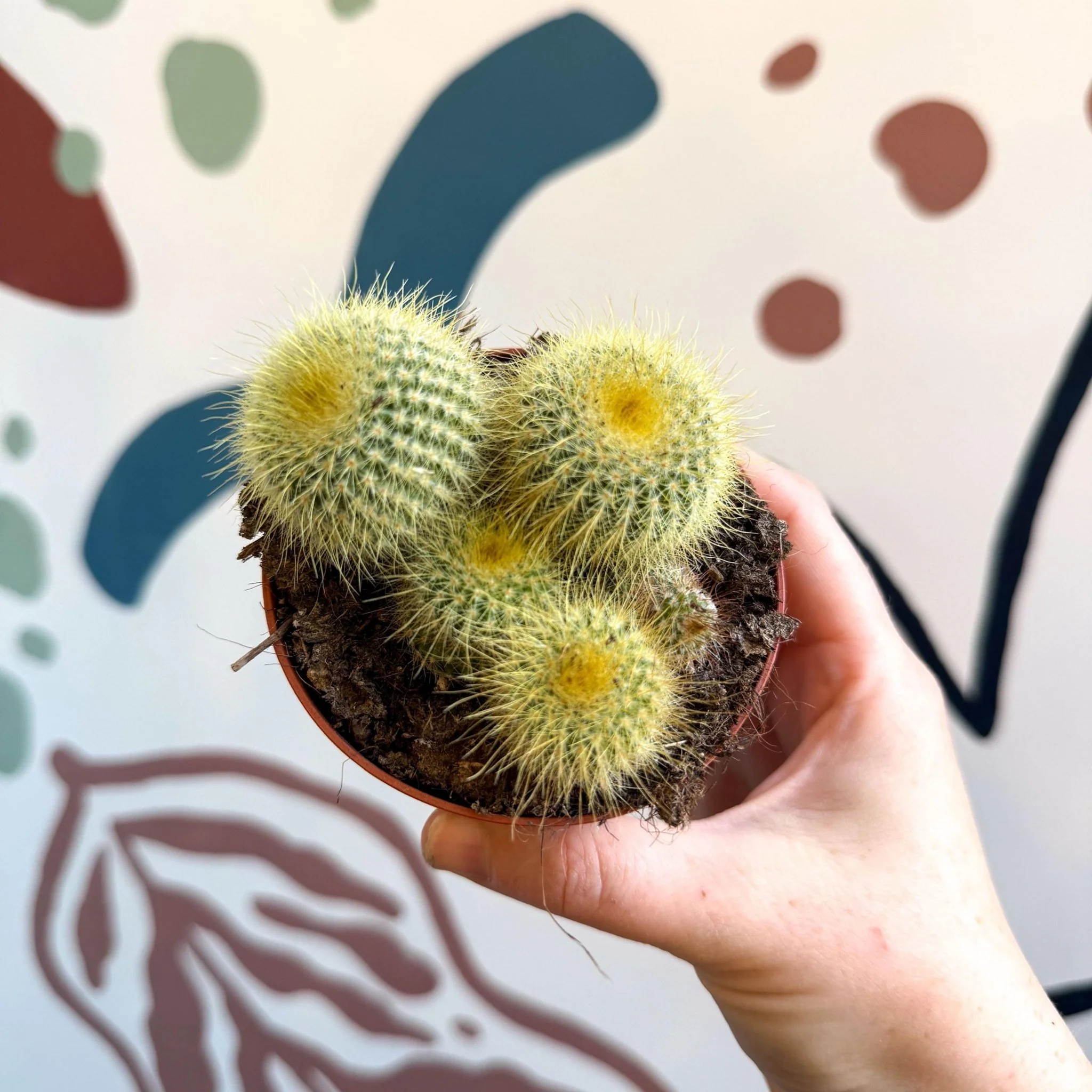 Parodia leninghausii - Golden Ball Cactus - Image 7