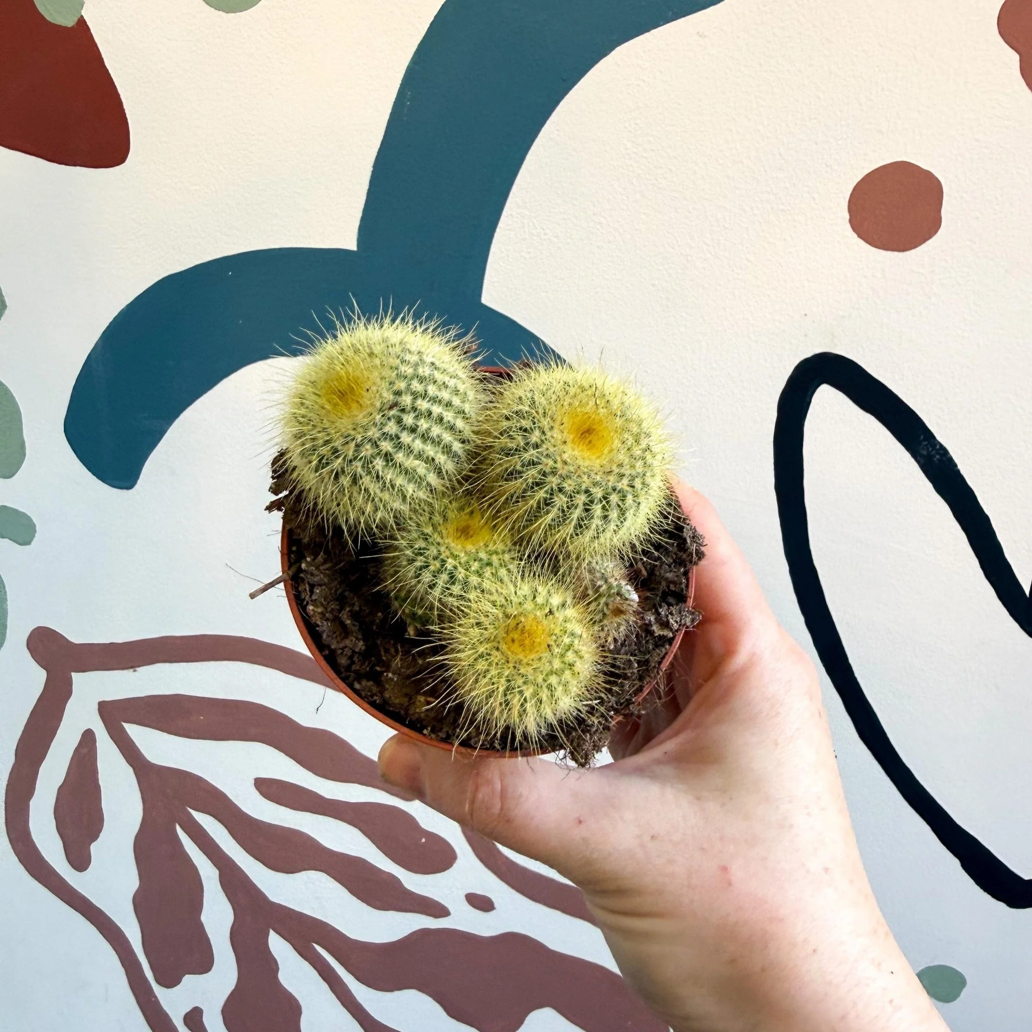 Parodia leninghausii - Golden Ball Cactus - Image 8