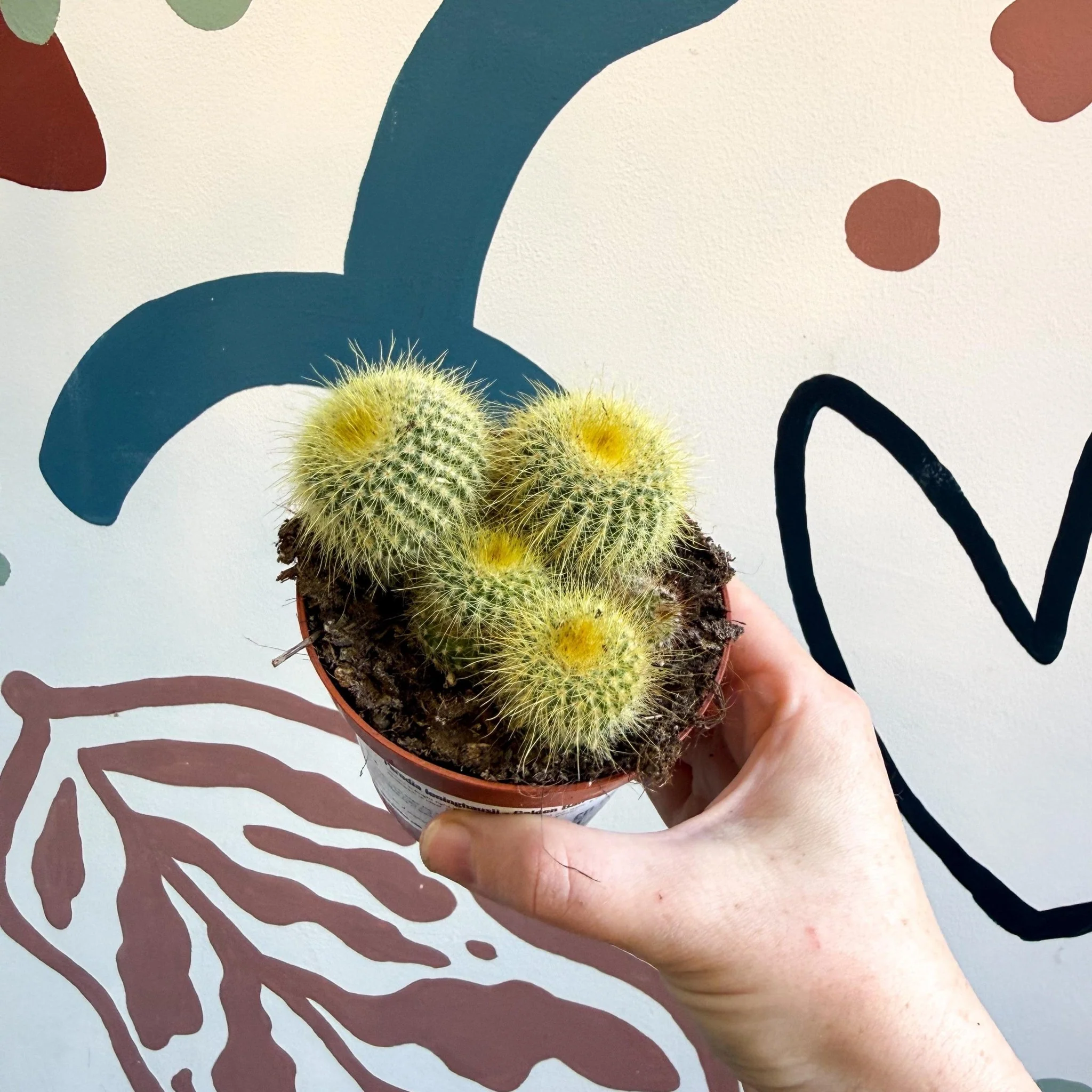 Parodia leninghausii - Golden Ball Cactus - Image 9