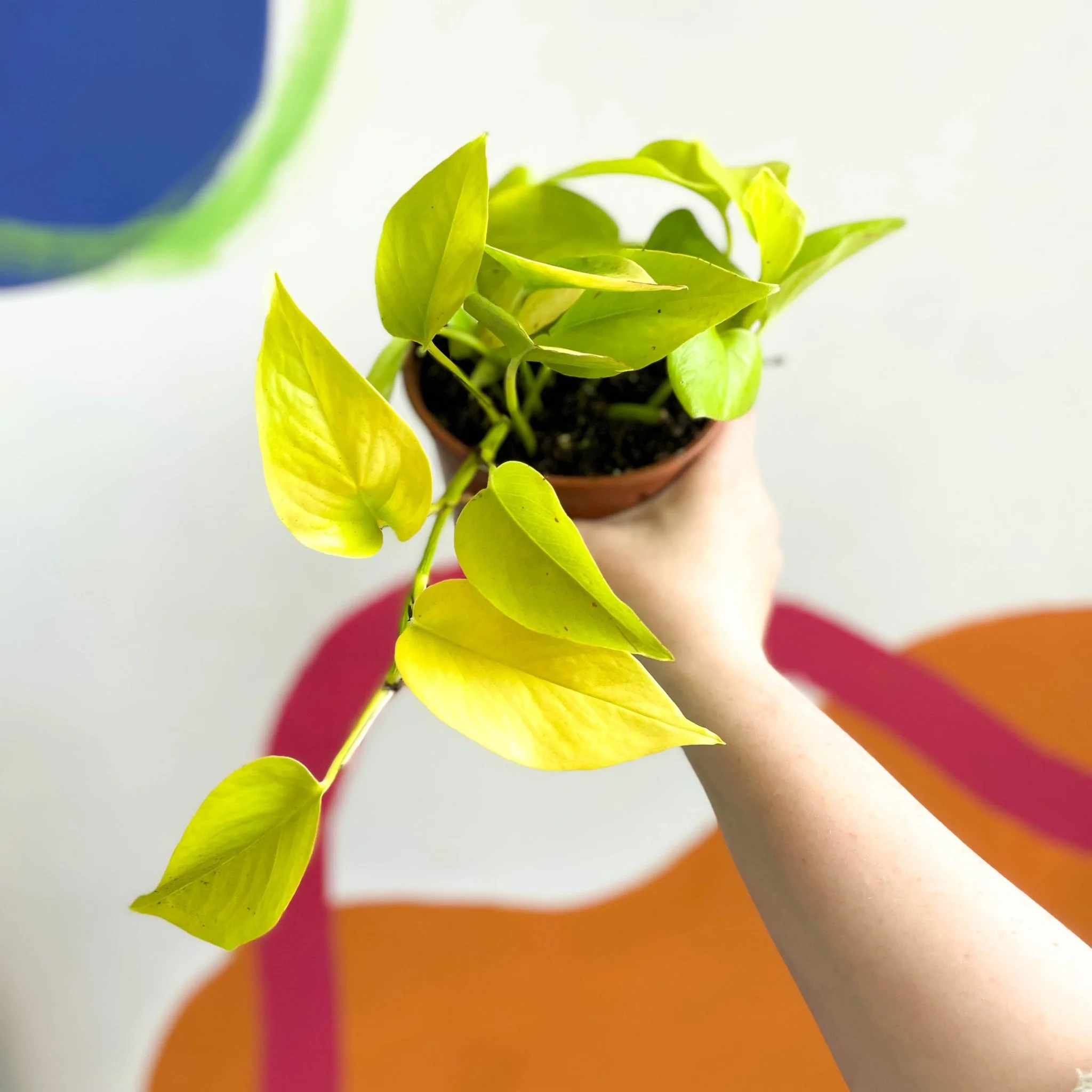 Epipremnum aureum 'Golden Queen' - British Grown