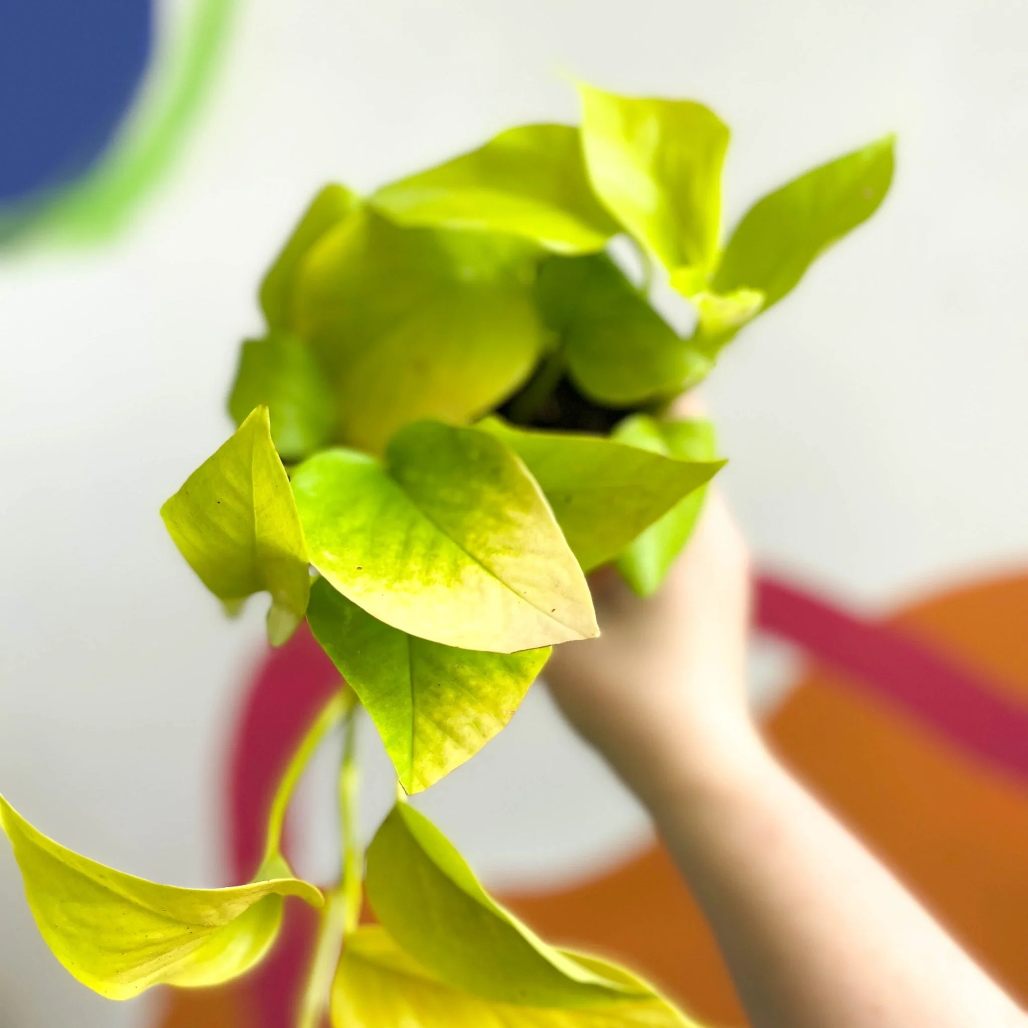 Epipremnum aureum 'Golden Queen' - British Grown - Image 2
