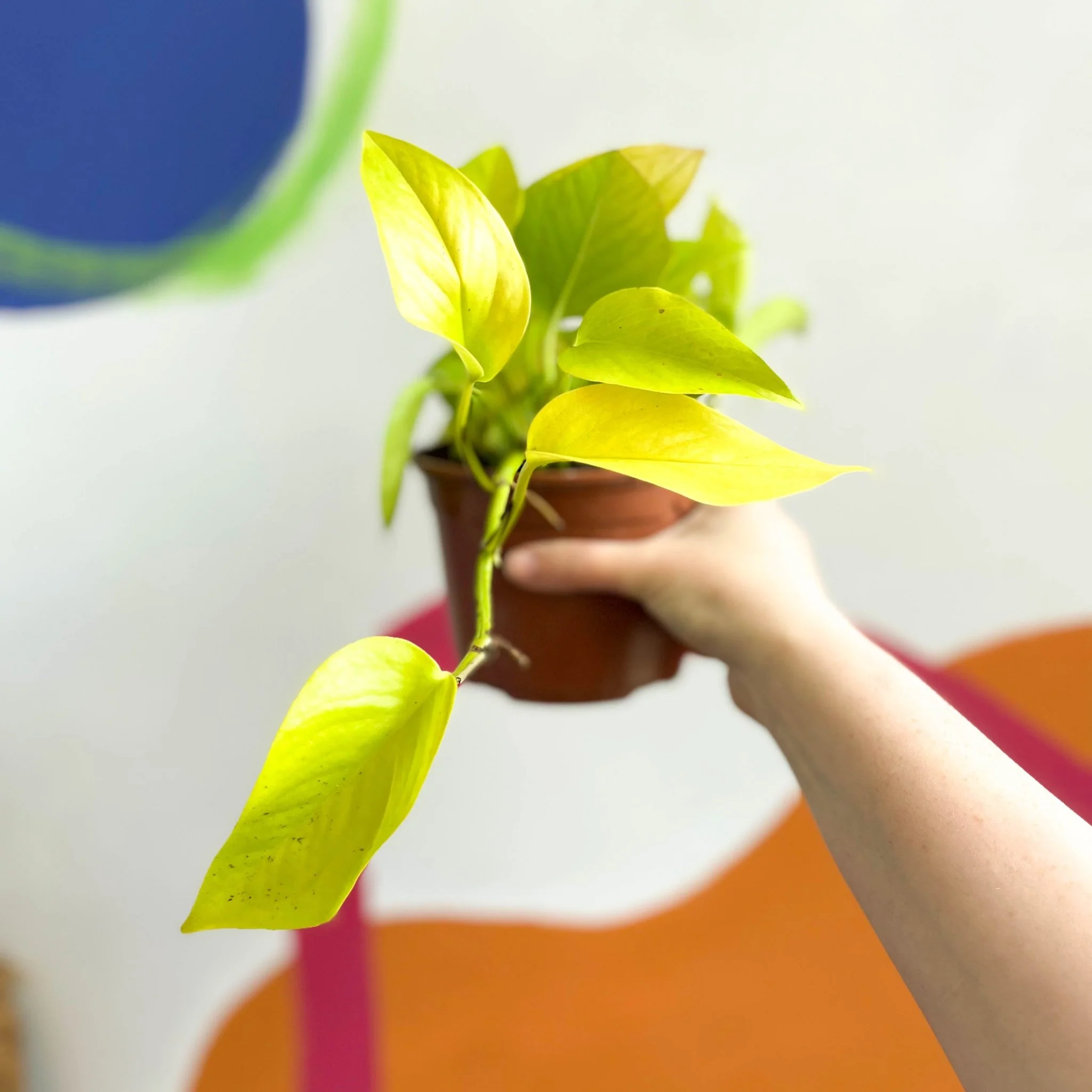 Epipremnum aureum 'Golden Queen' - British Grown - Image 3