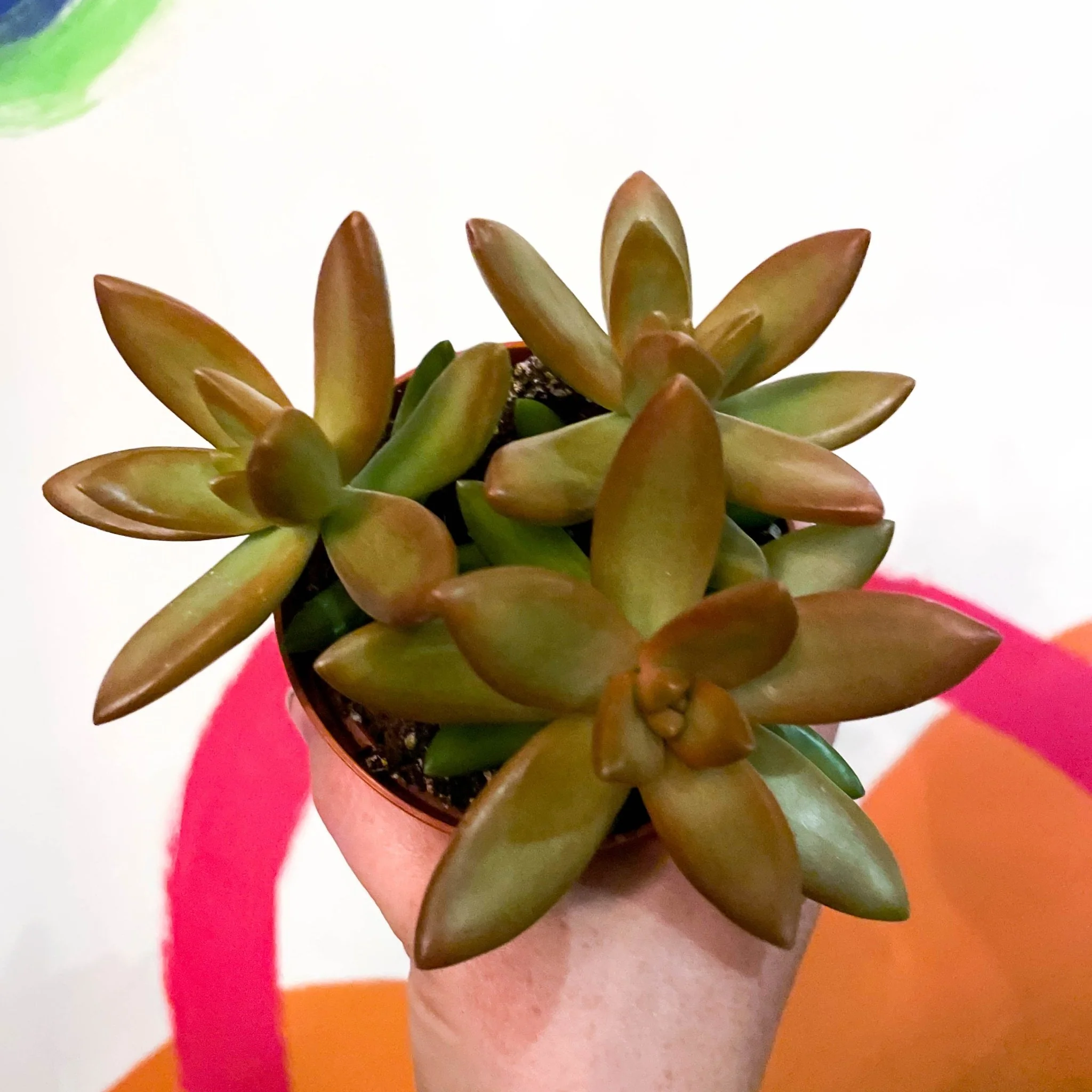 Sedum adolphi - Golden Sedum - Image 2