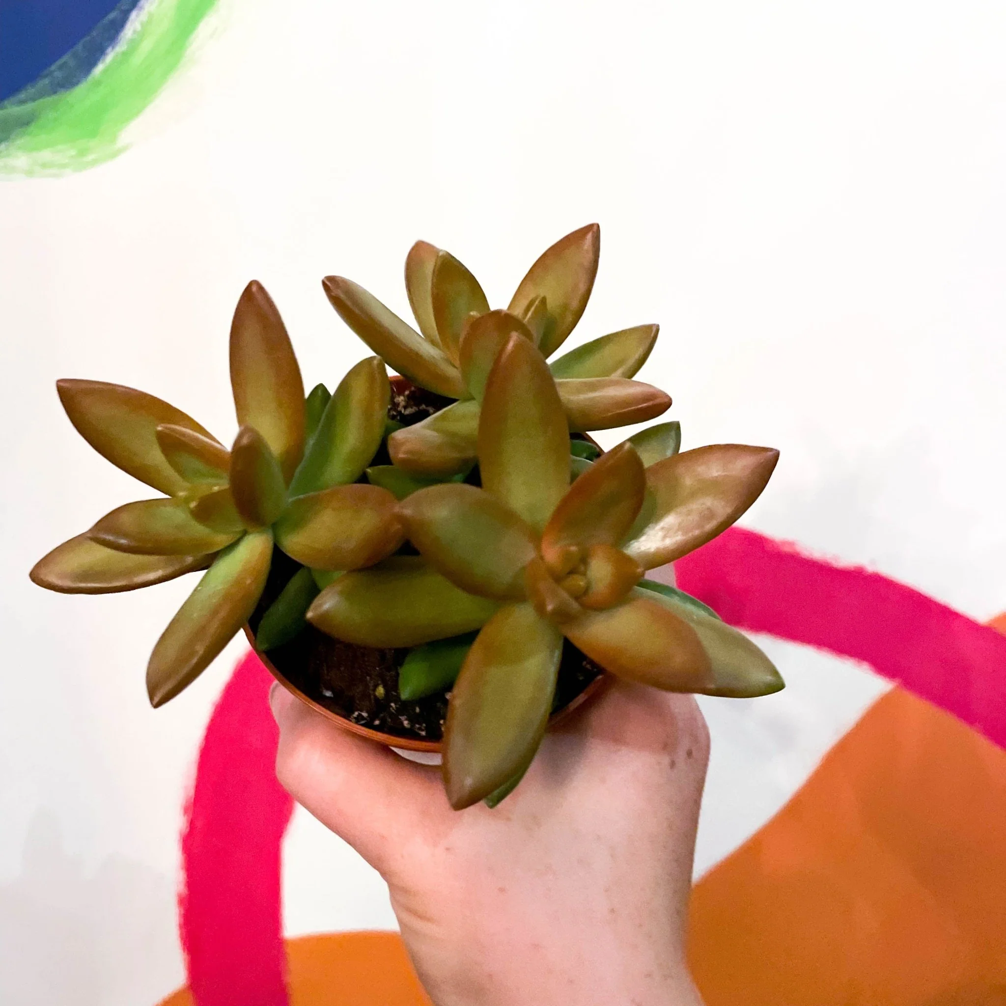 Sedum adolphi - Golden Sedum - Image 3