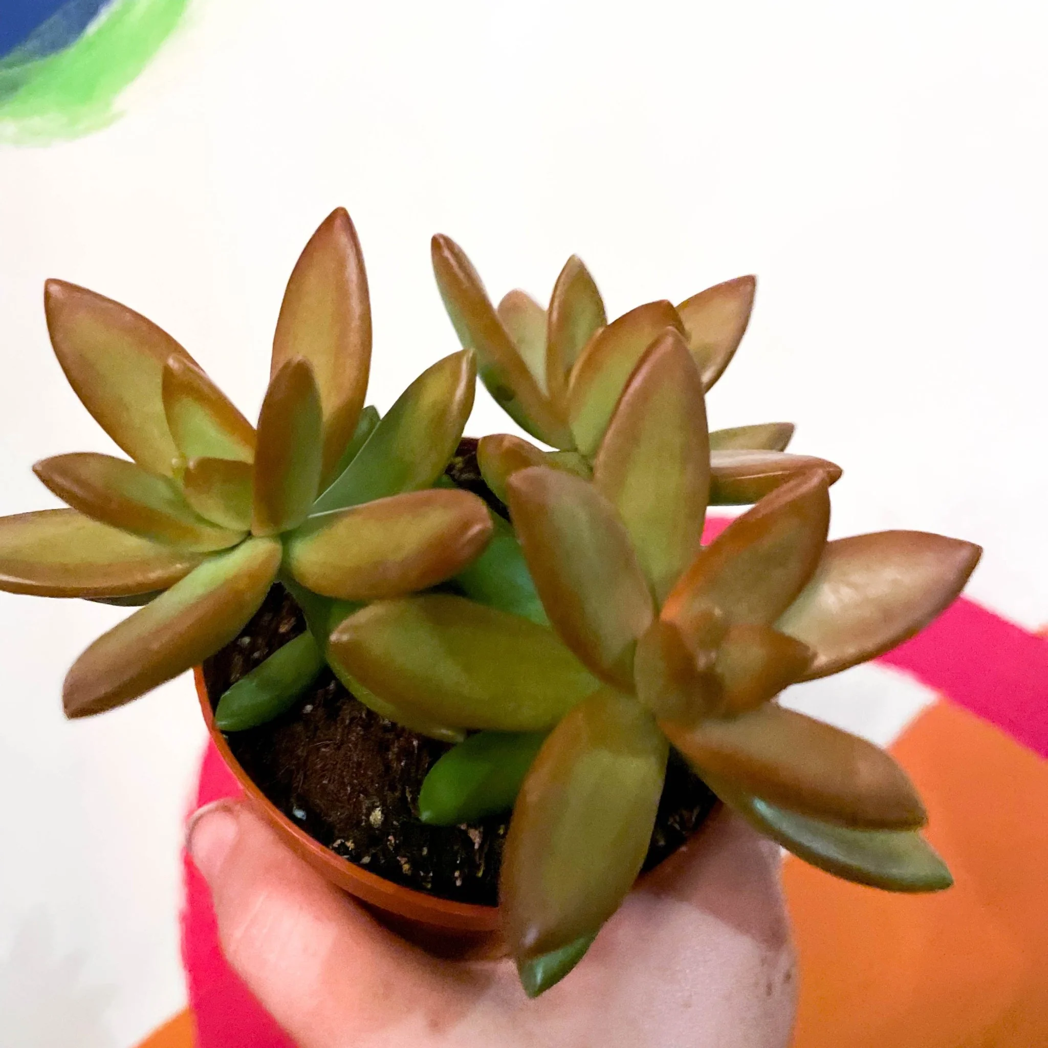 Sedum adolphi - Golden Sedum - Image 4