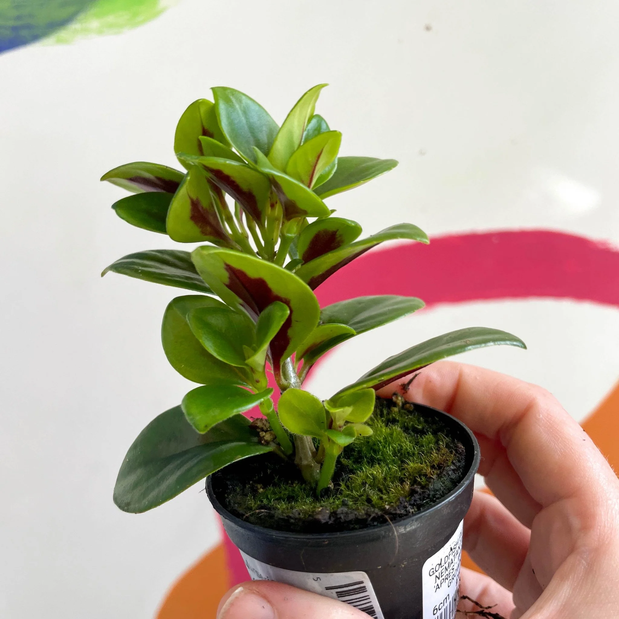 Goldfish Plant - Nematanthus 'Apres' - Welsh Grown - Image 3