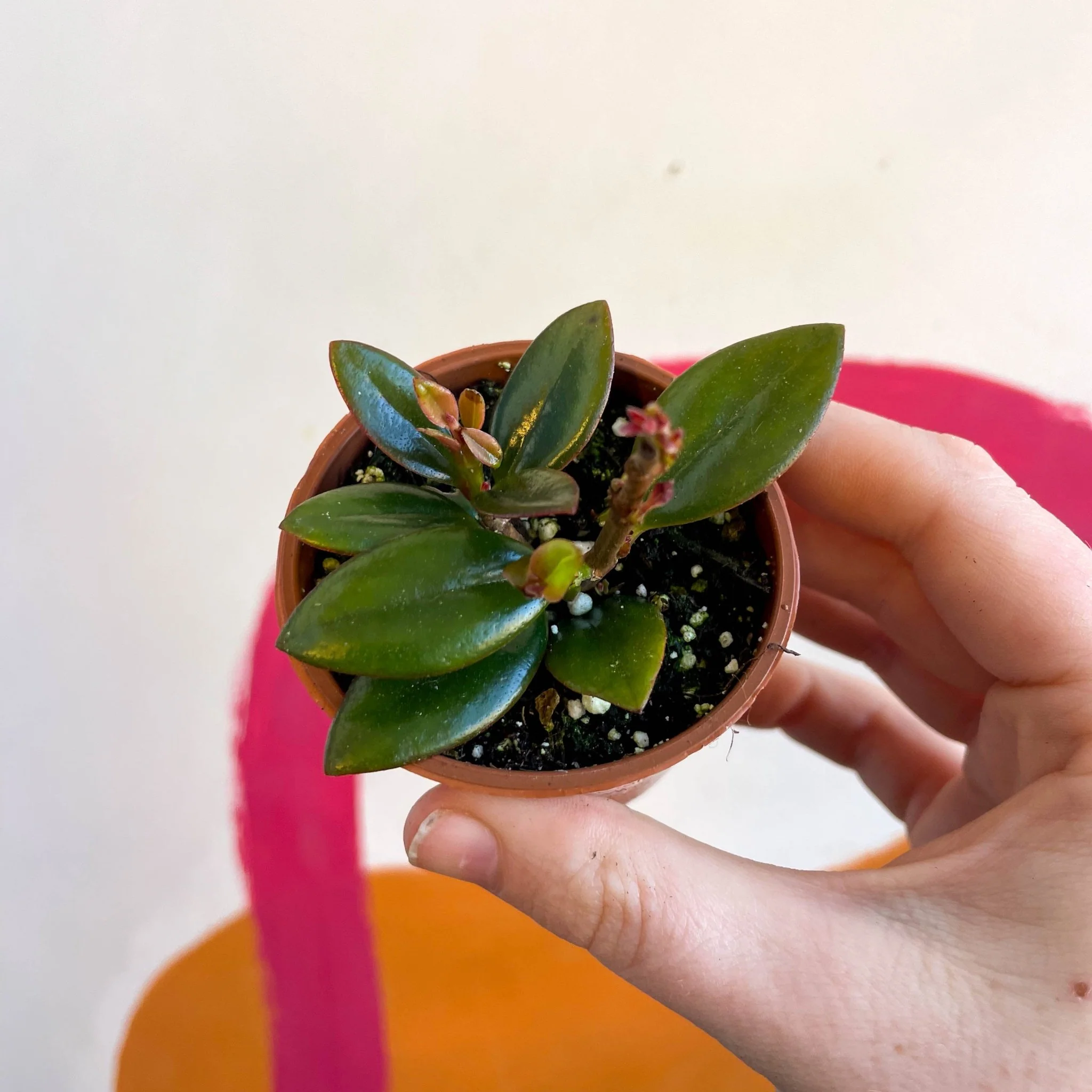 Nematanthus 'Black Magic' - Goldfish Plant - Welsh Grown