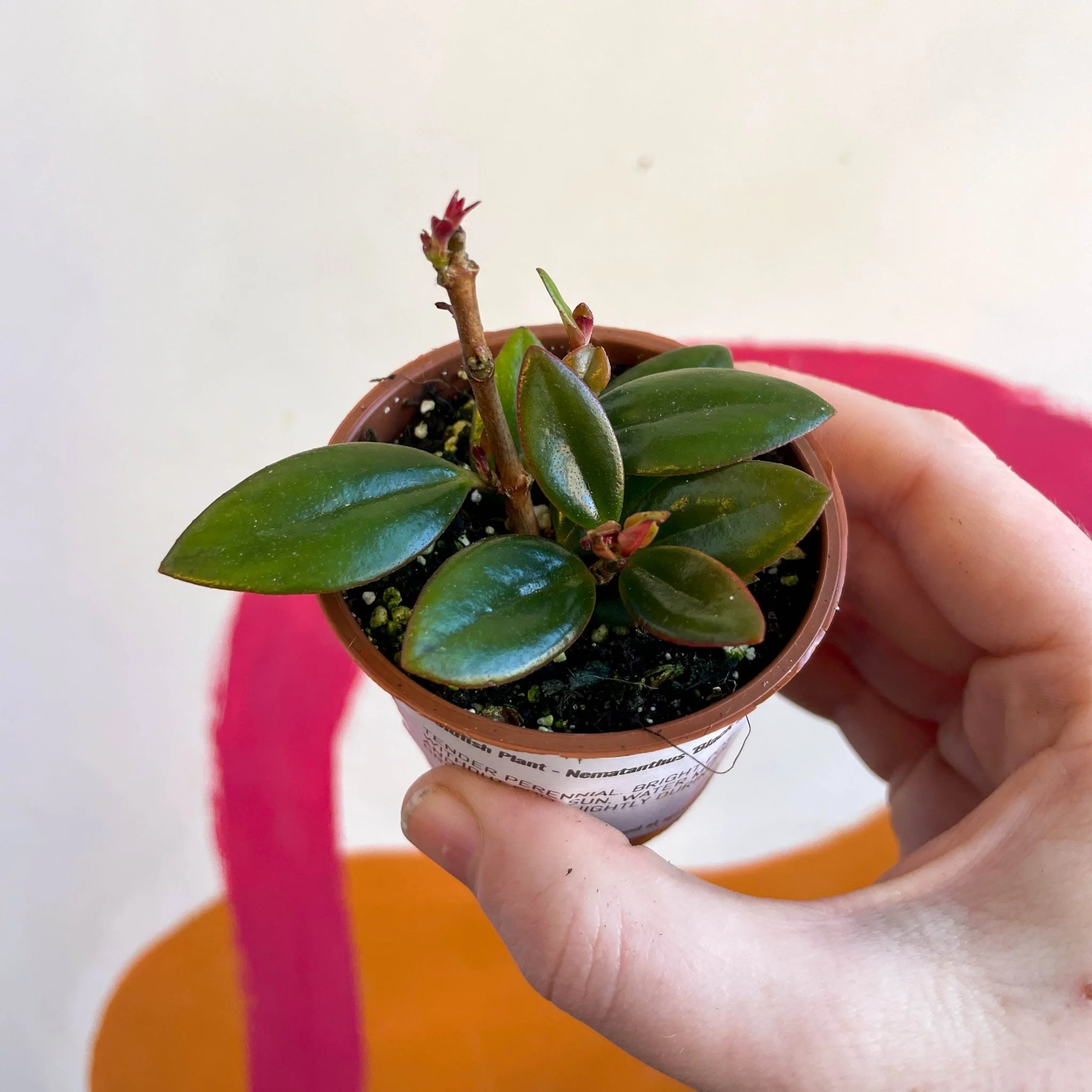 Nematanthus 'Black Magic' - Goldfish Plant - Welsh Grown - Image 2