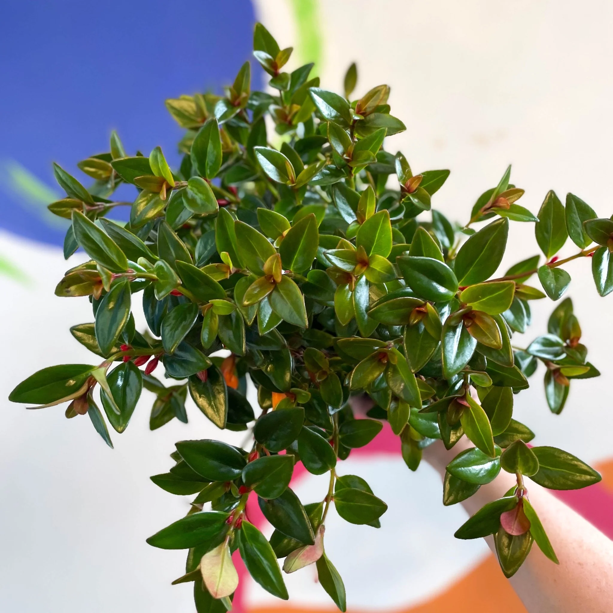 Nematanthus 'Black Magic' - Goldfish Plant - Welsh Grown - Image 5
