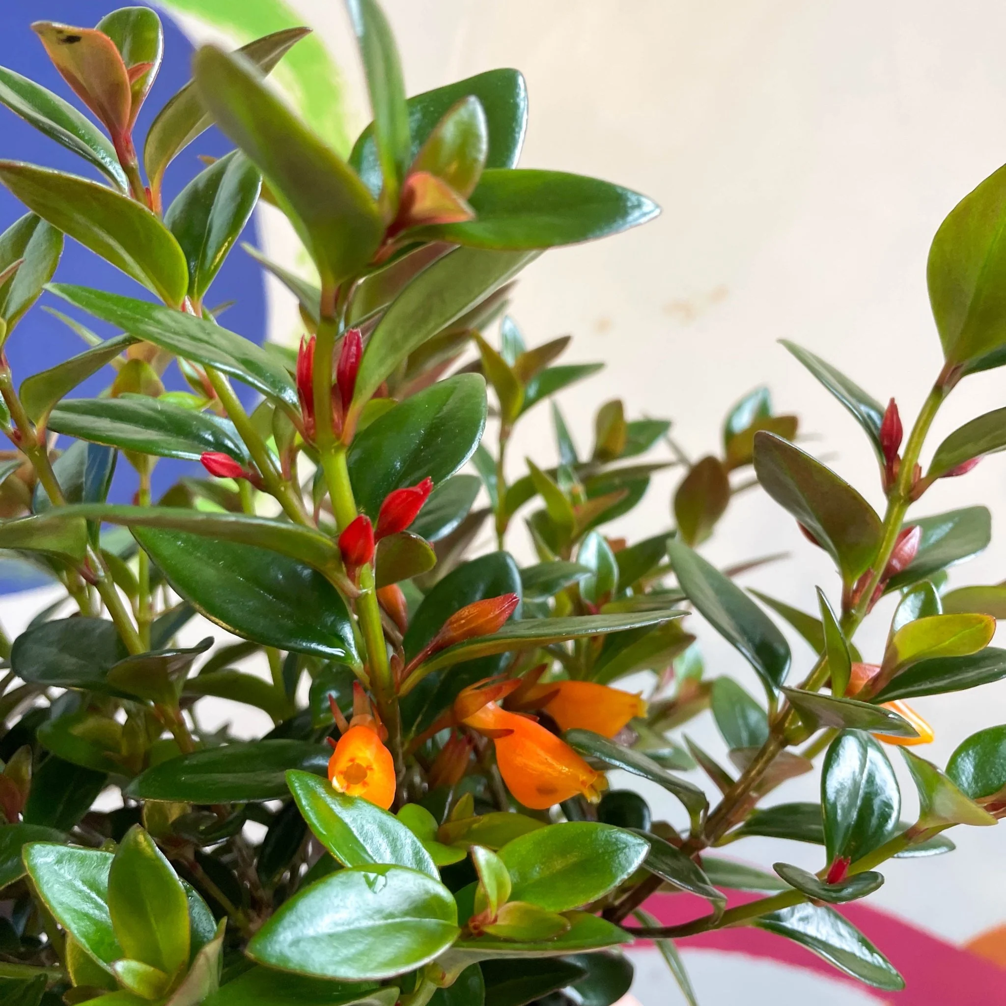 Nematanthus 'Black Magic' - Goldfish Plant - Welsh Grown - Image 6