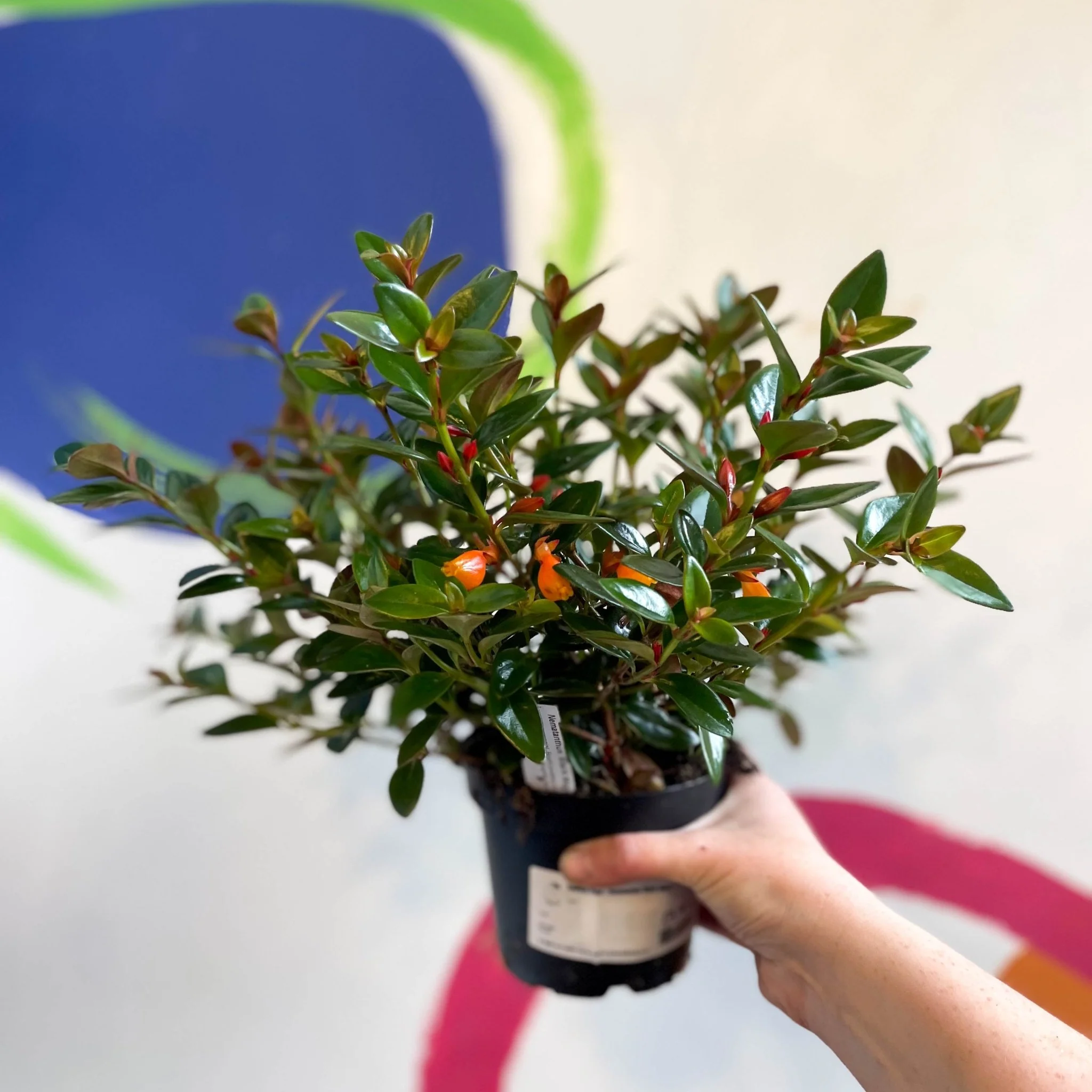 Nematanthus 'Black Magic' - Goldfish Plant - Welsh Grown - Image 7