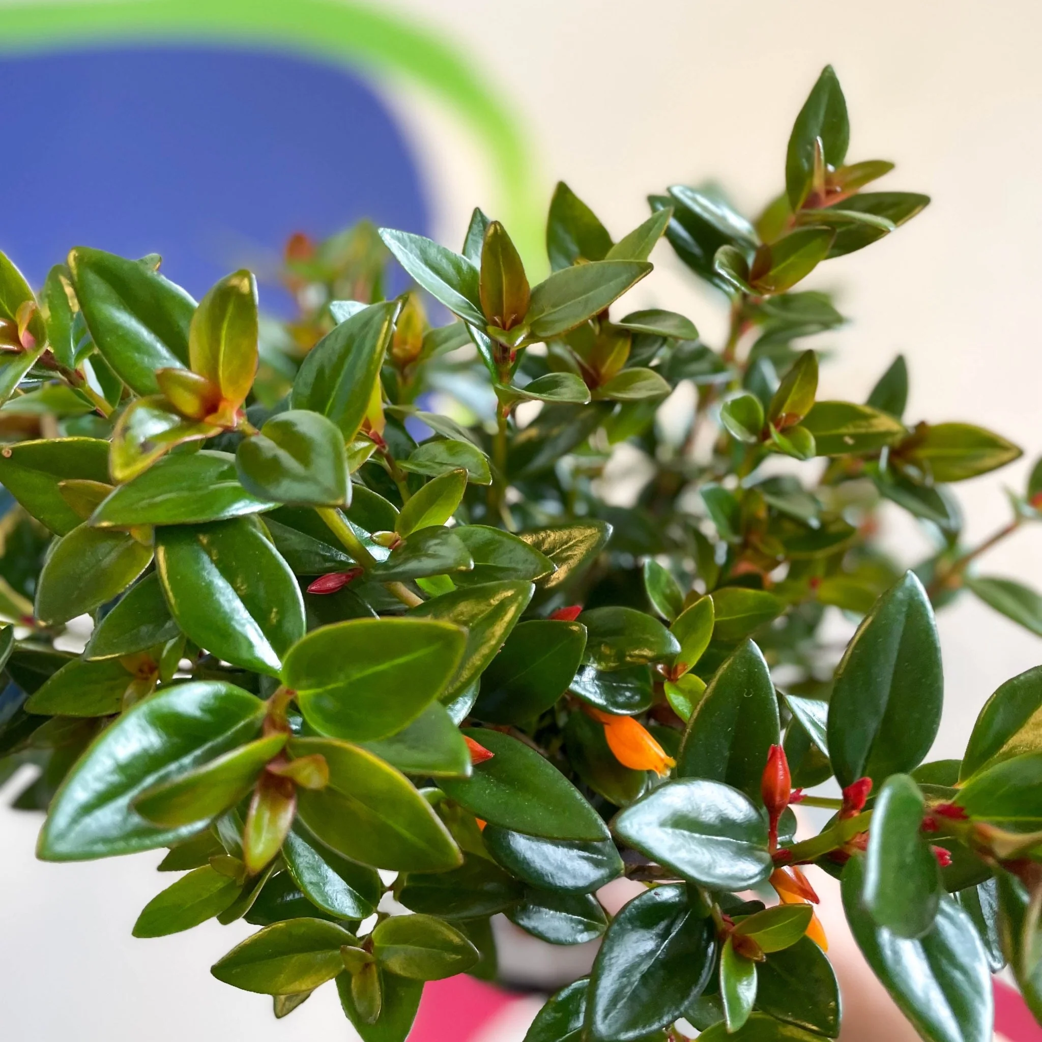 Nematanthus 'Black Magic' - Goldfish Plant - Welsh Grown - Image 8