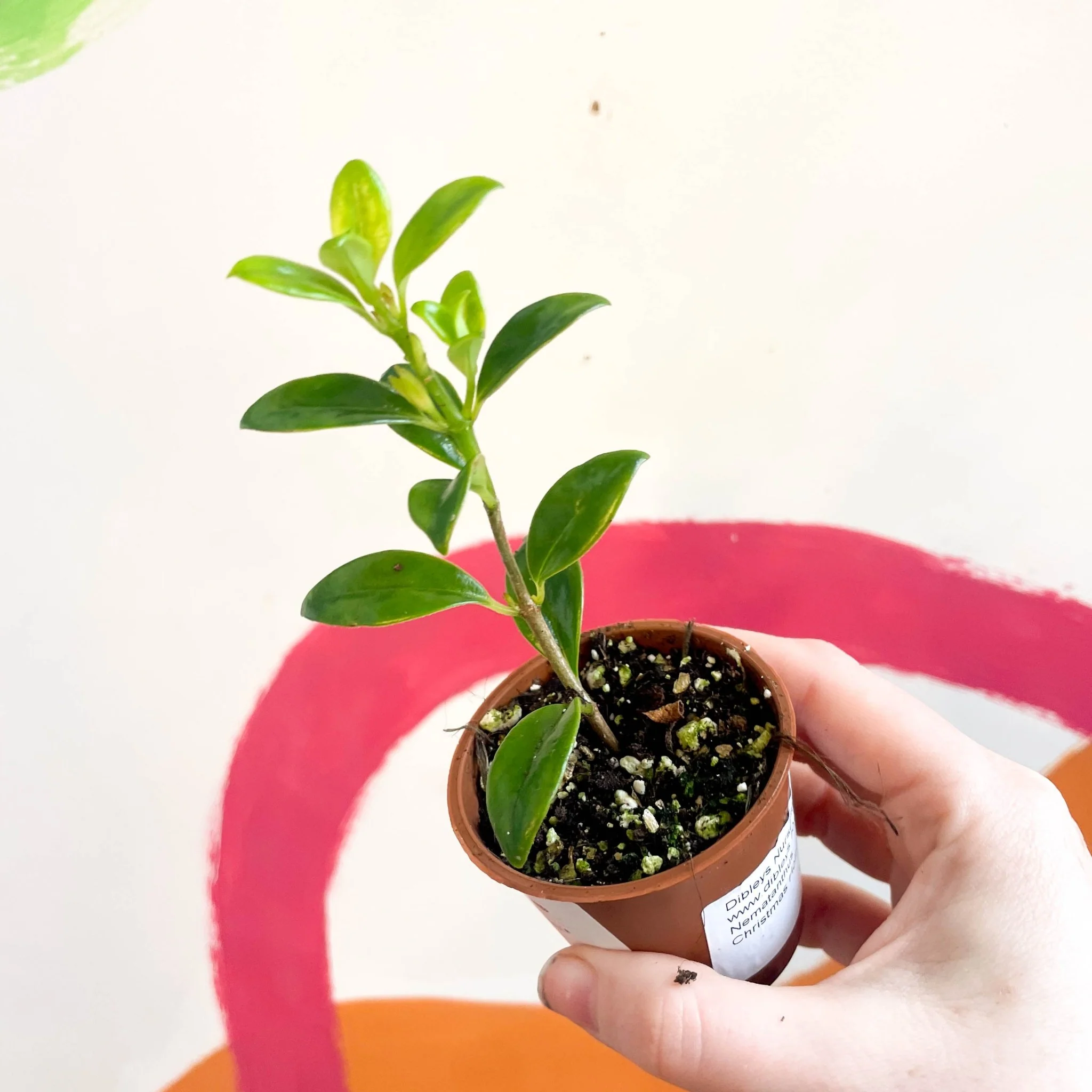 Nematanthus 'Christmas Holly' - Goldfish Plant - Welsh Grown
