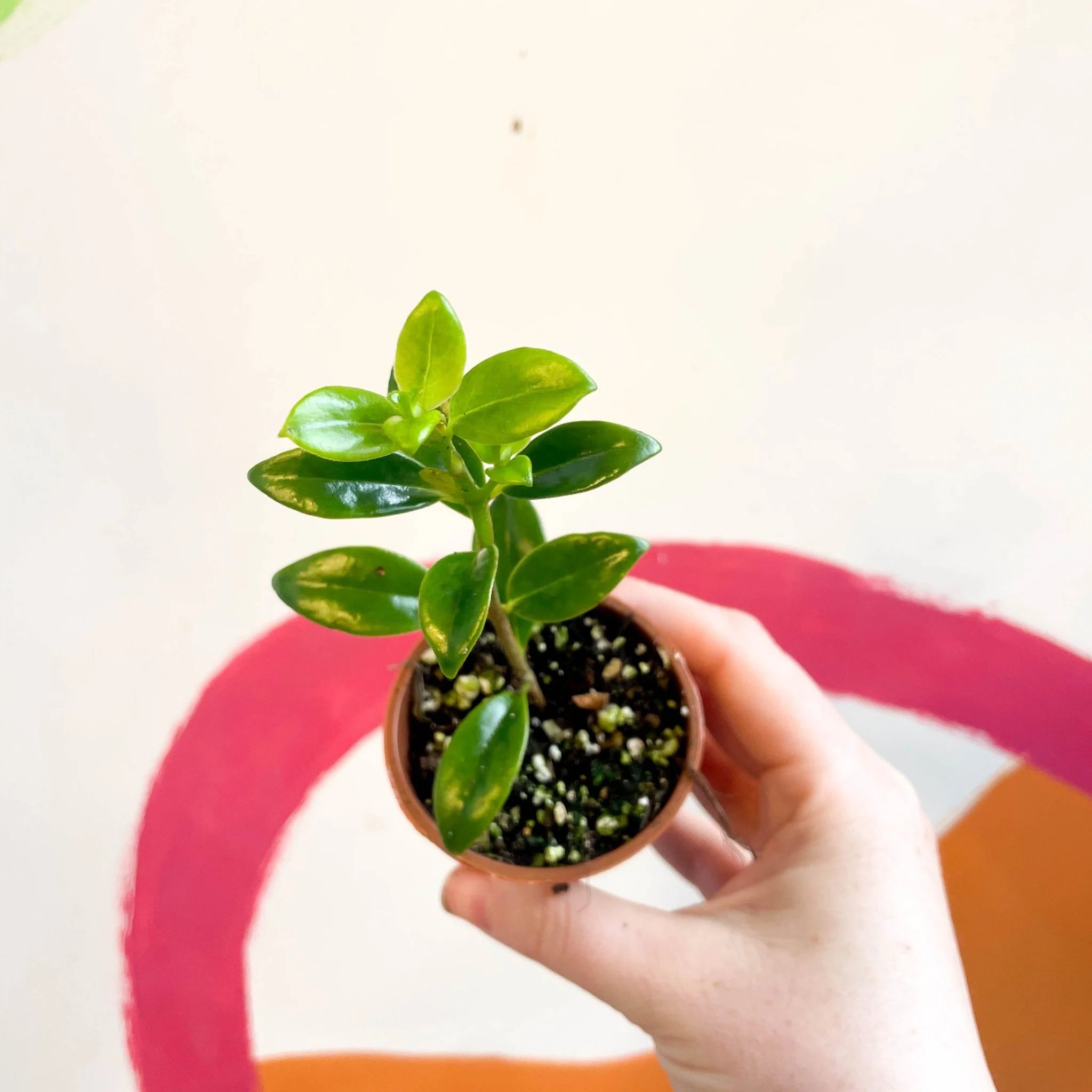 Nematanthus 'Christmas Holly' - Goldfish Plant - Welsh Grown - Image 6