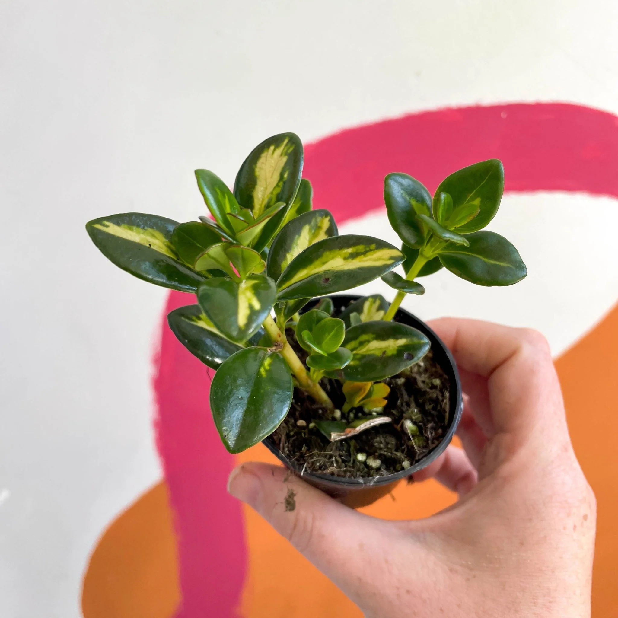 Goldfish Plant - Nematanthus gregarius variegata - Welsh Grown - Image 10
