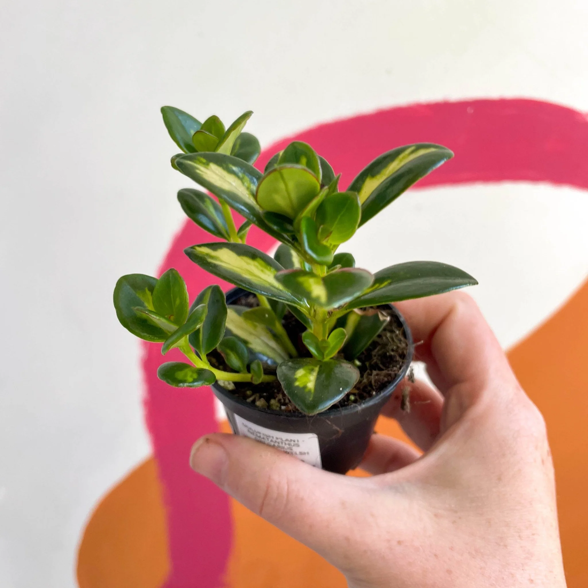 Goldfish Plant - Nematanthus gregarius variegata - Welsh Grown - Image 11