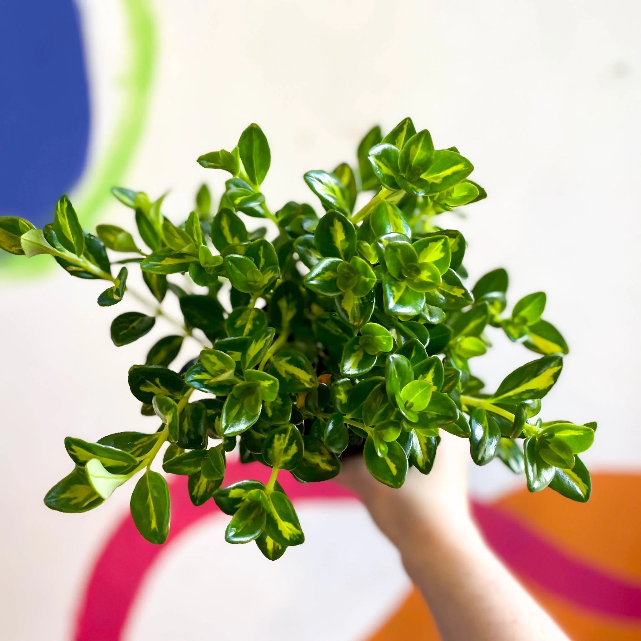 Goldfish Plant - Nematanthus gregarius variegata - Welsh Grown - Image 12