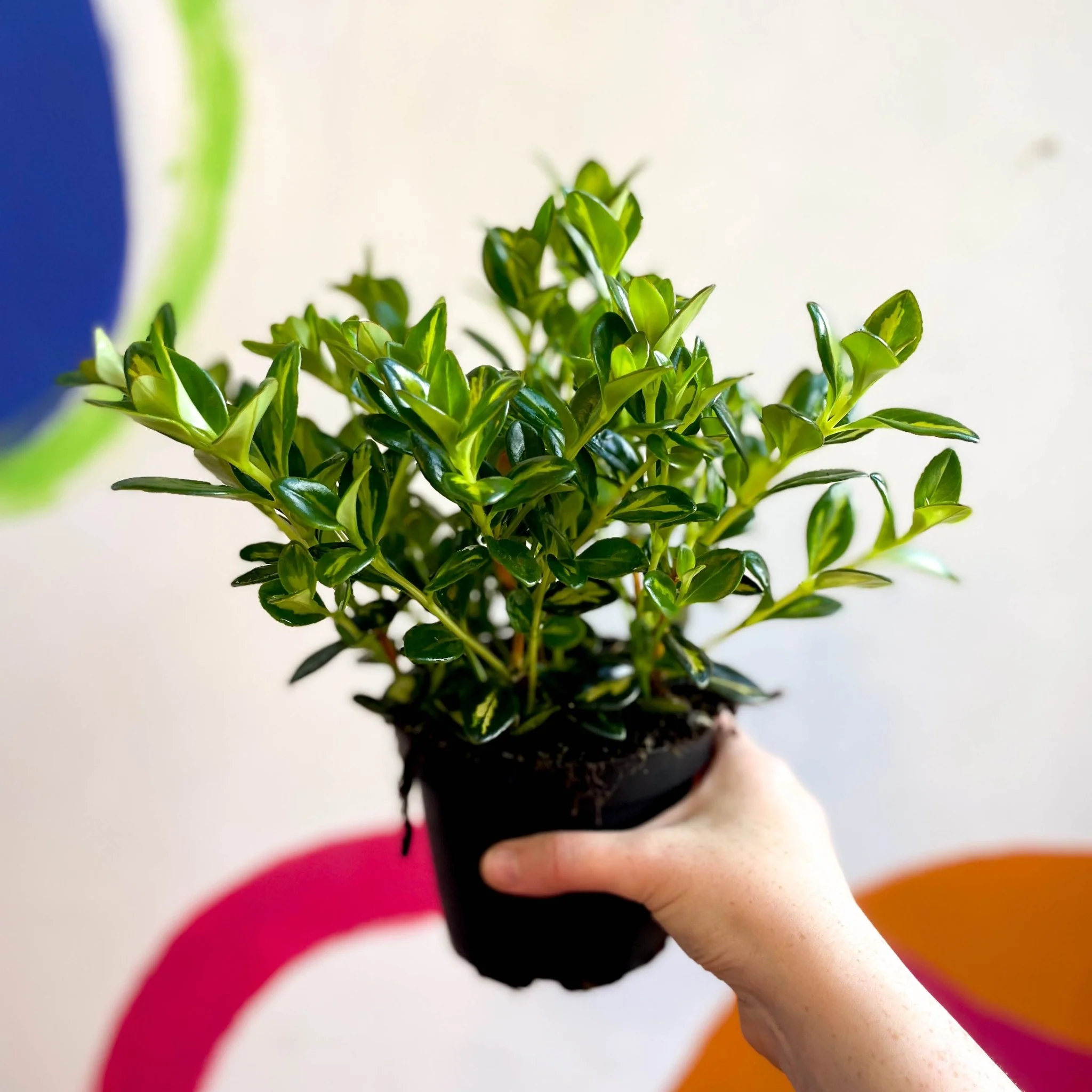 Goldfish Plant - Nematanthus gregarius variegata - Welsh Grown - Image 13