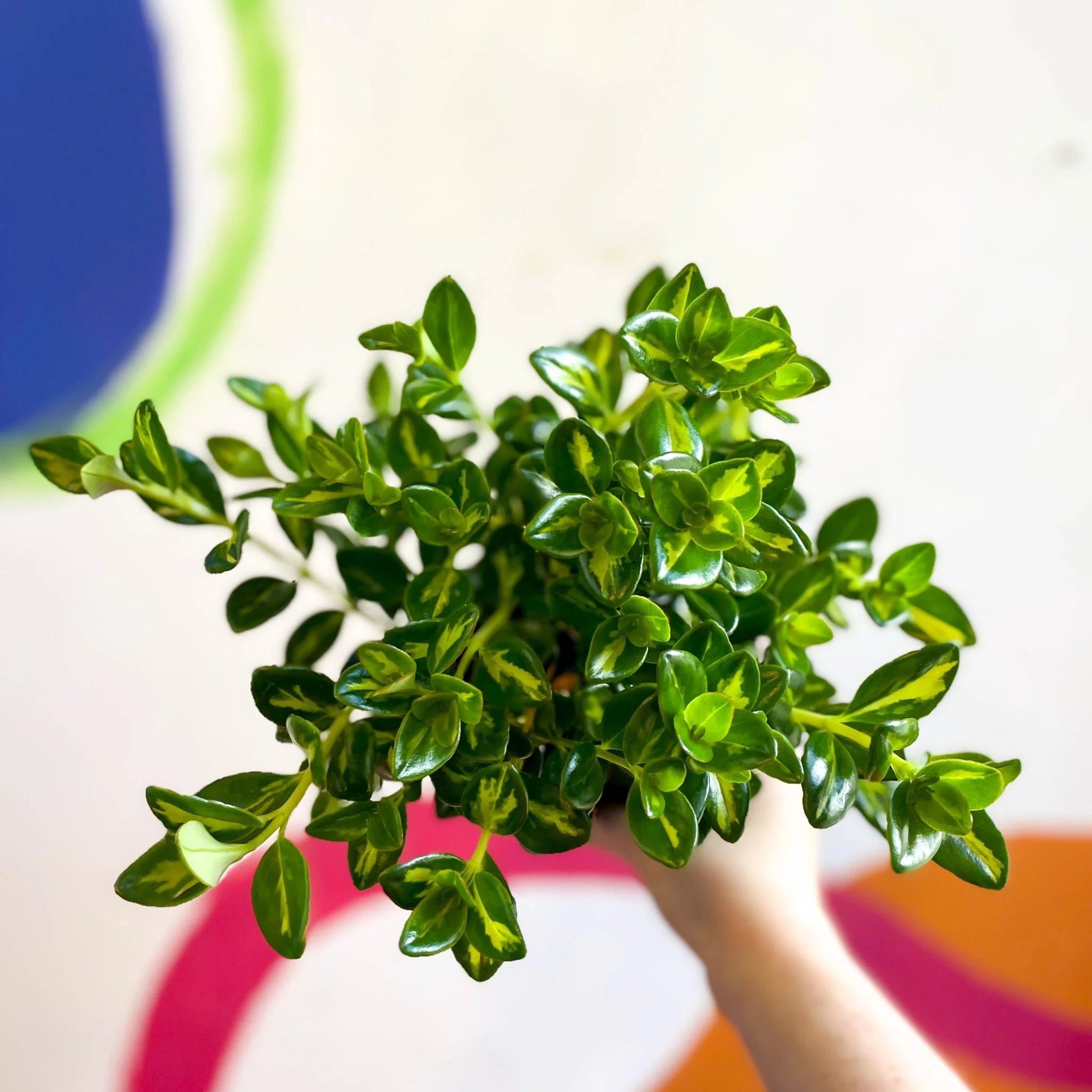 Goldfish Plant - Nematanthus gregarius variegata - Welsh Grown - Image 14