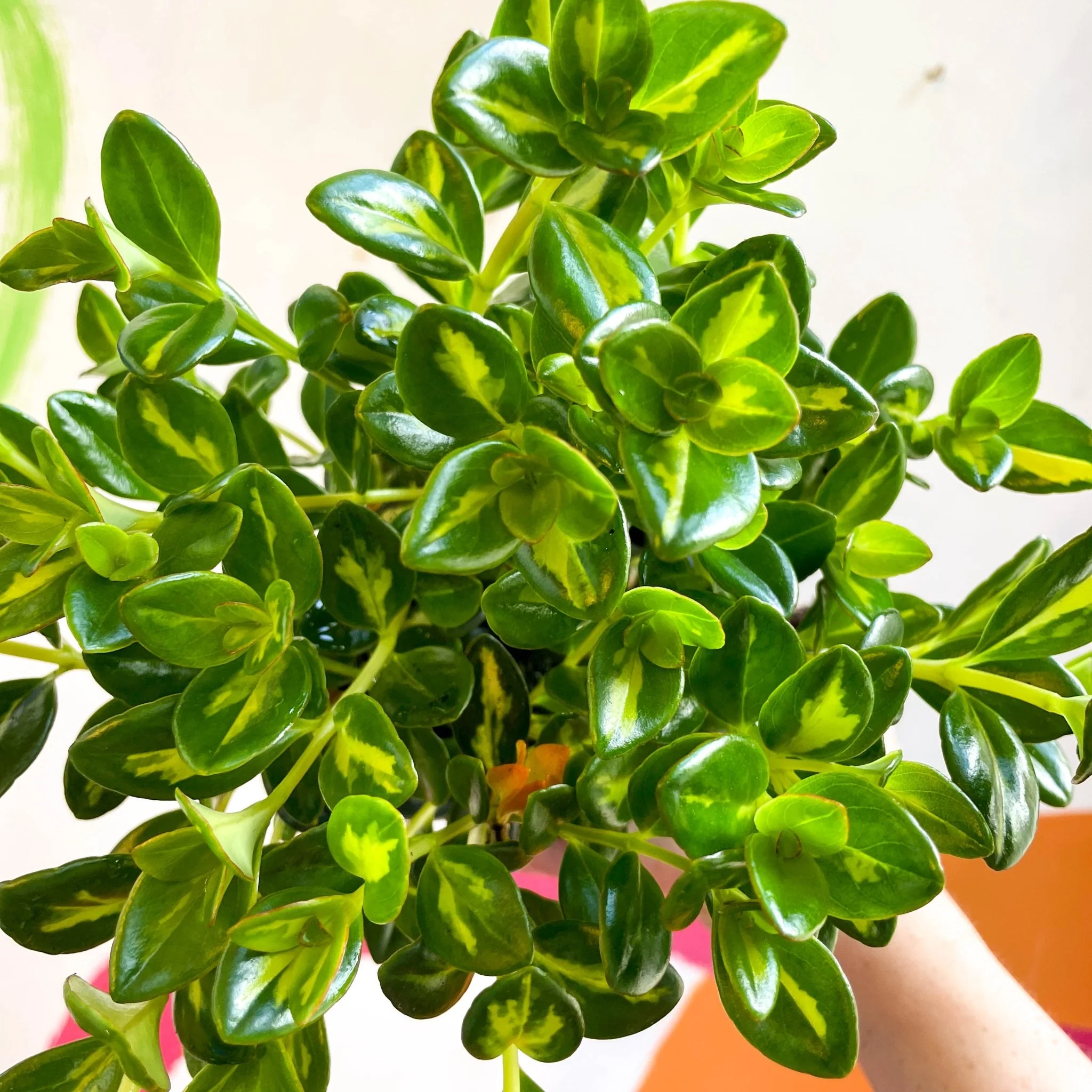 Goldfish Plant - Nematanthus gregarius variegata - Welsh Grown - Image 15